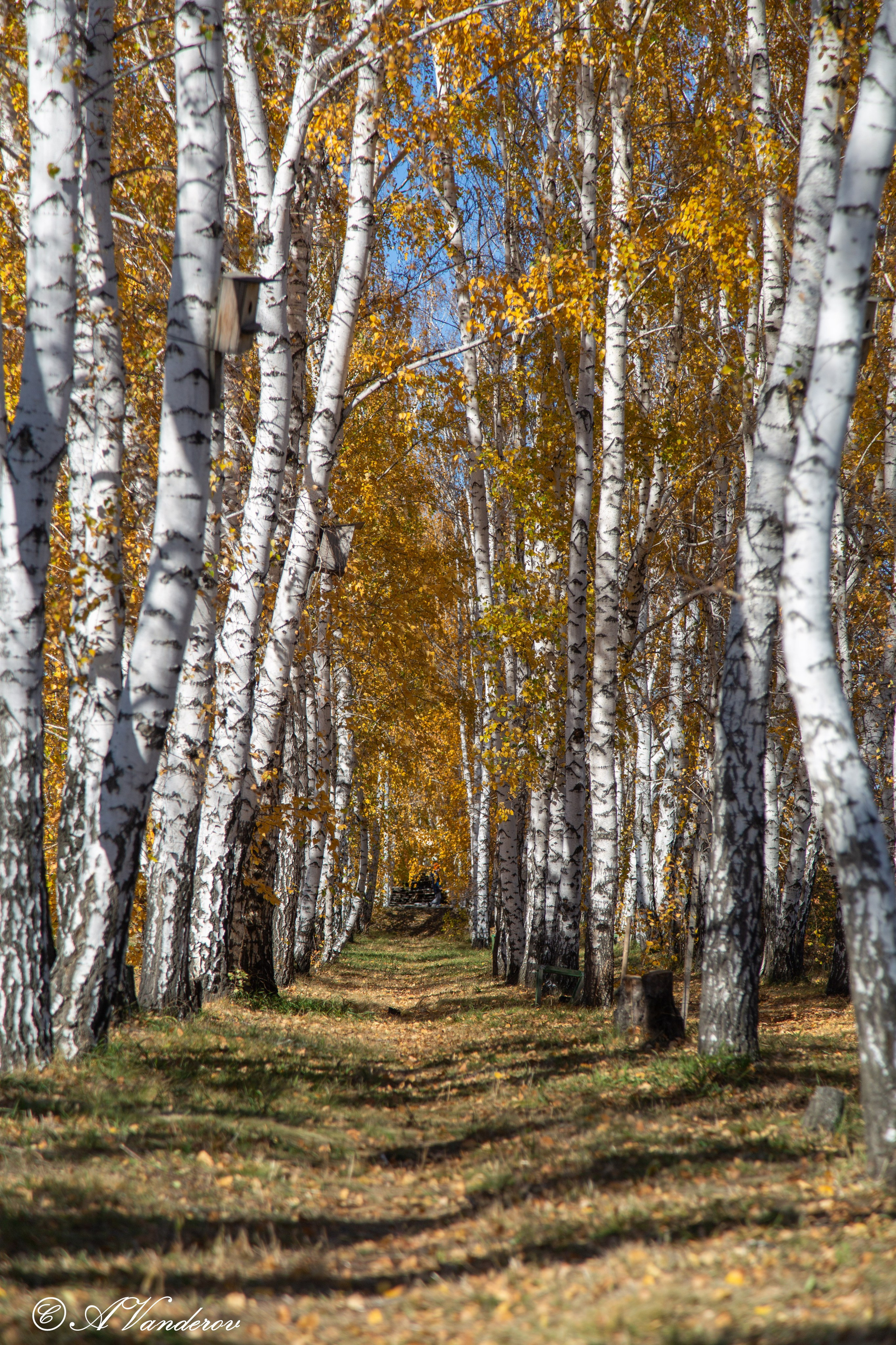 Красота природы. Фотограф Омск | Александр Вандеров