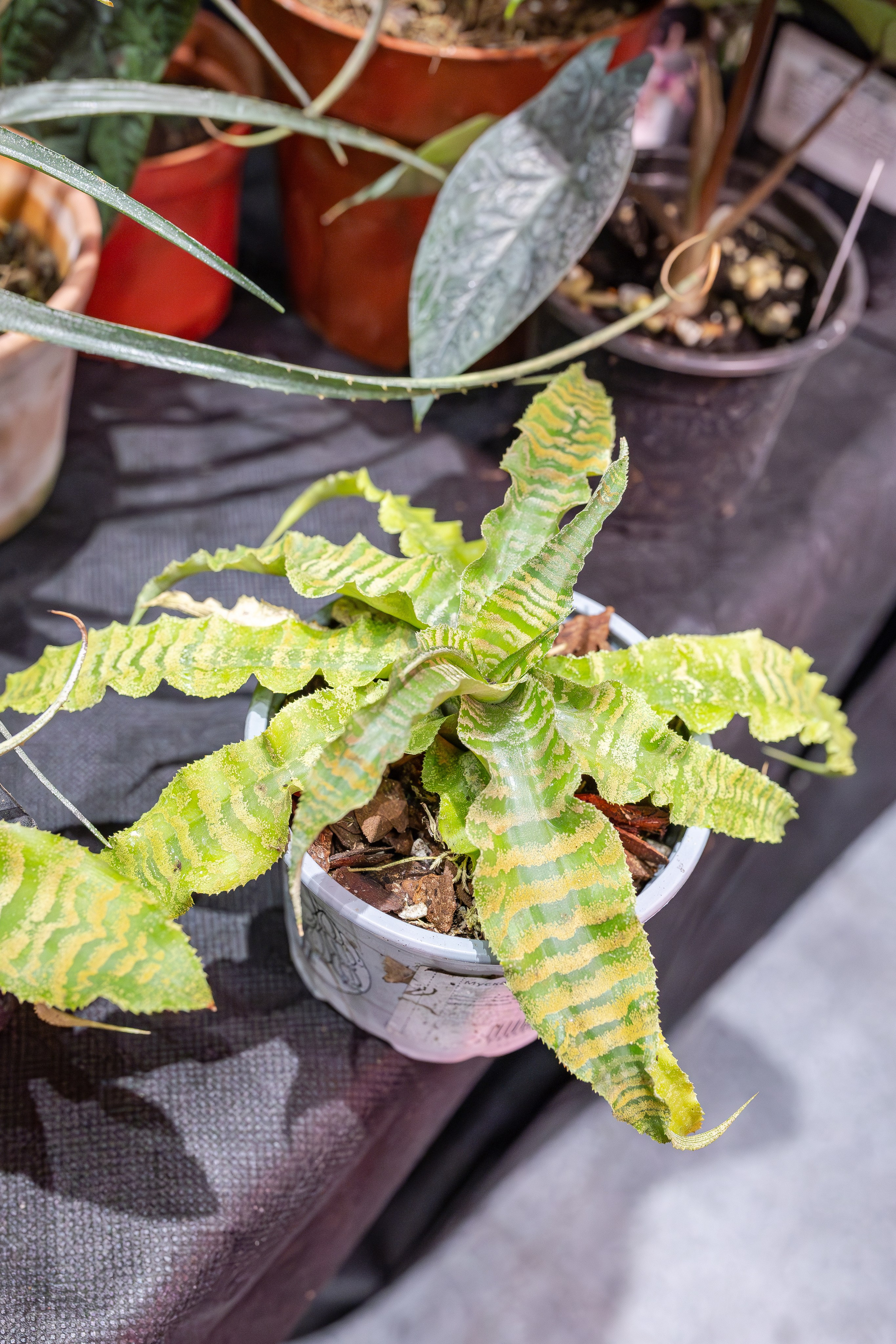 Монстериум апрель 2026. Александра Куликова фотограф, Москва