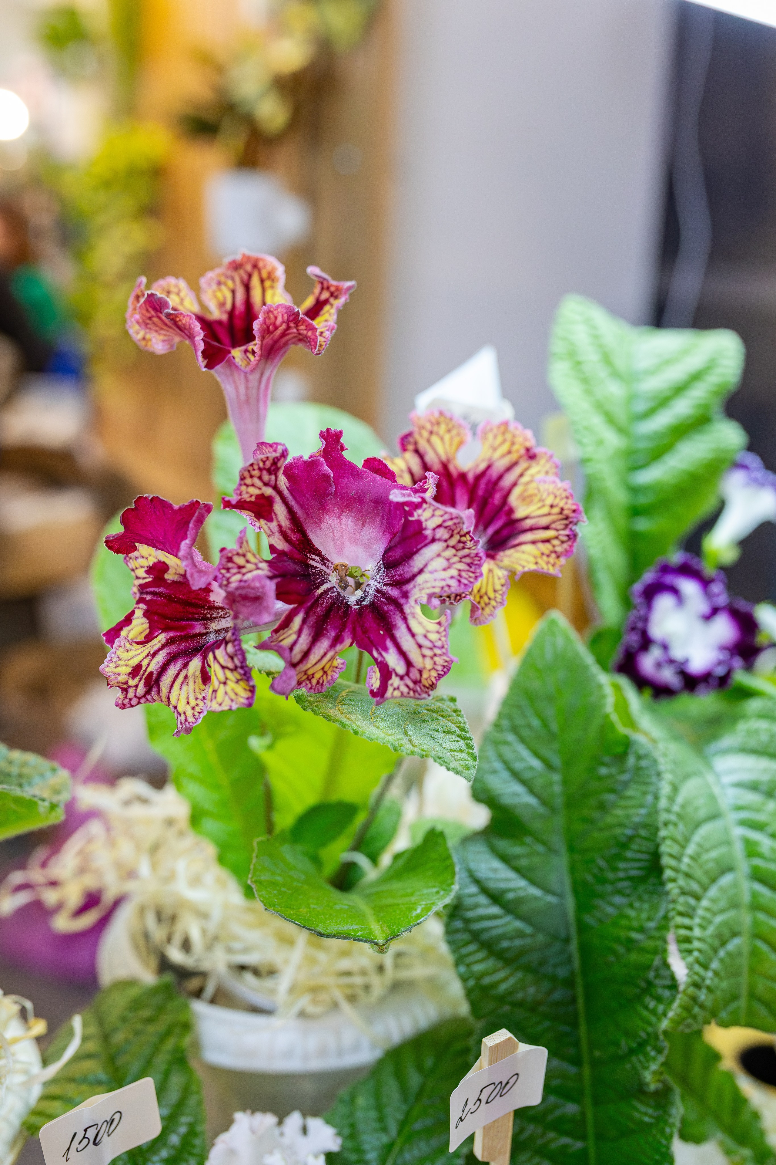 Монстериум апрель 2026. Александра Куликова фотограф, Москва