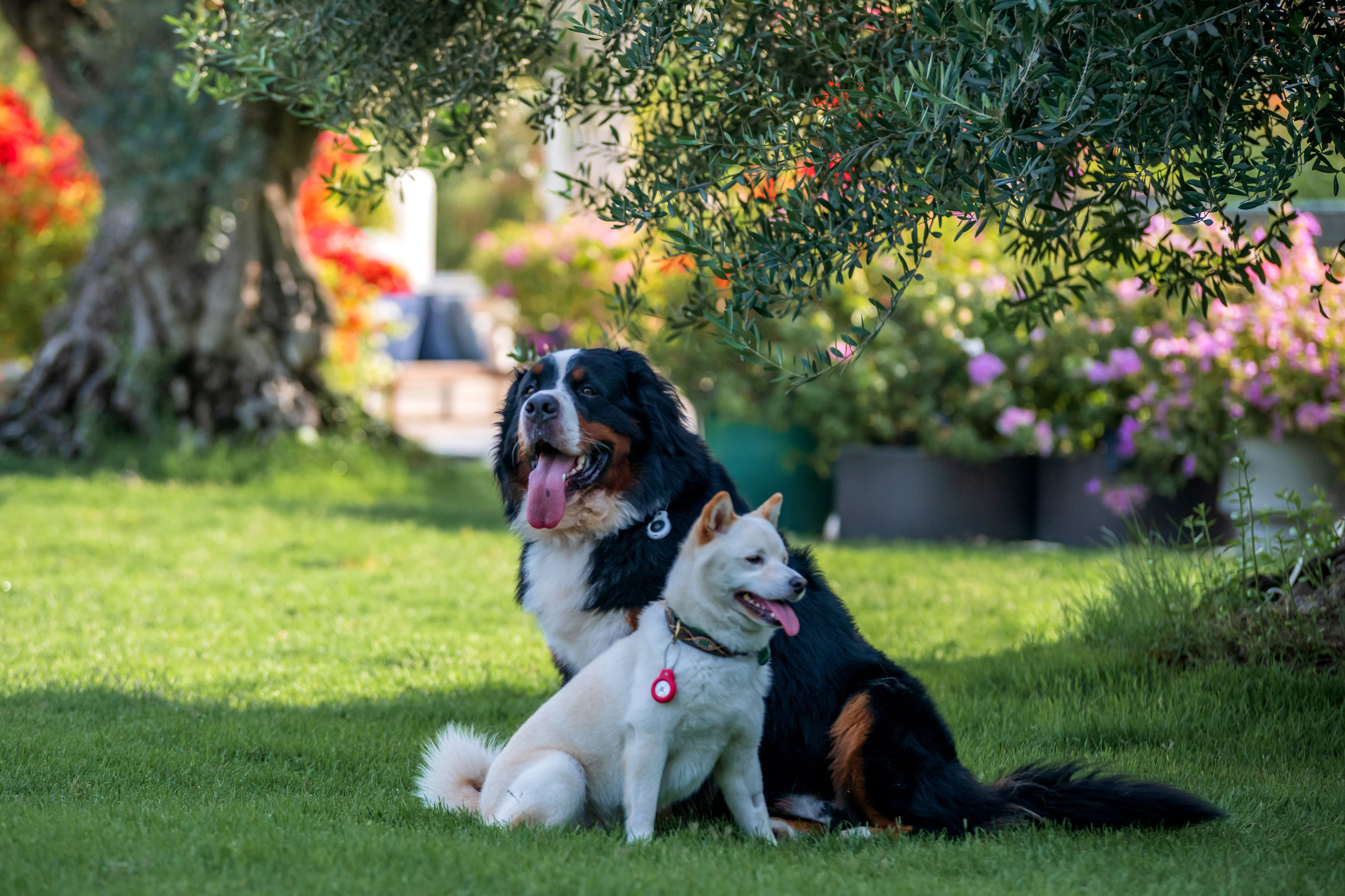 Животные. Фотограф в Москве Демьян Лопатов
