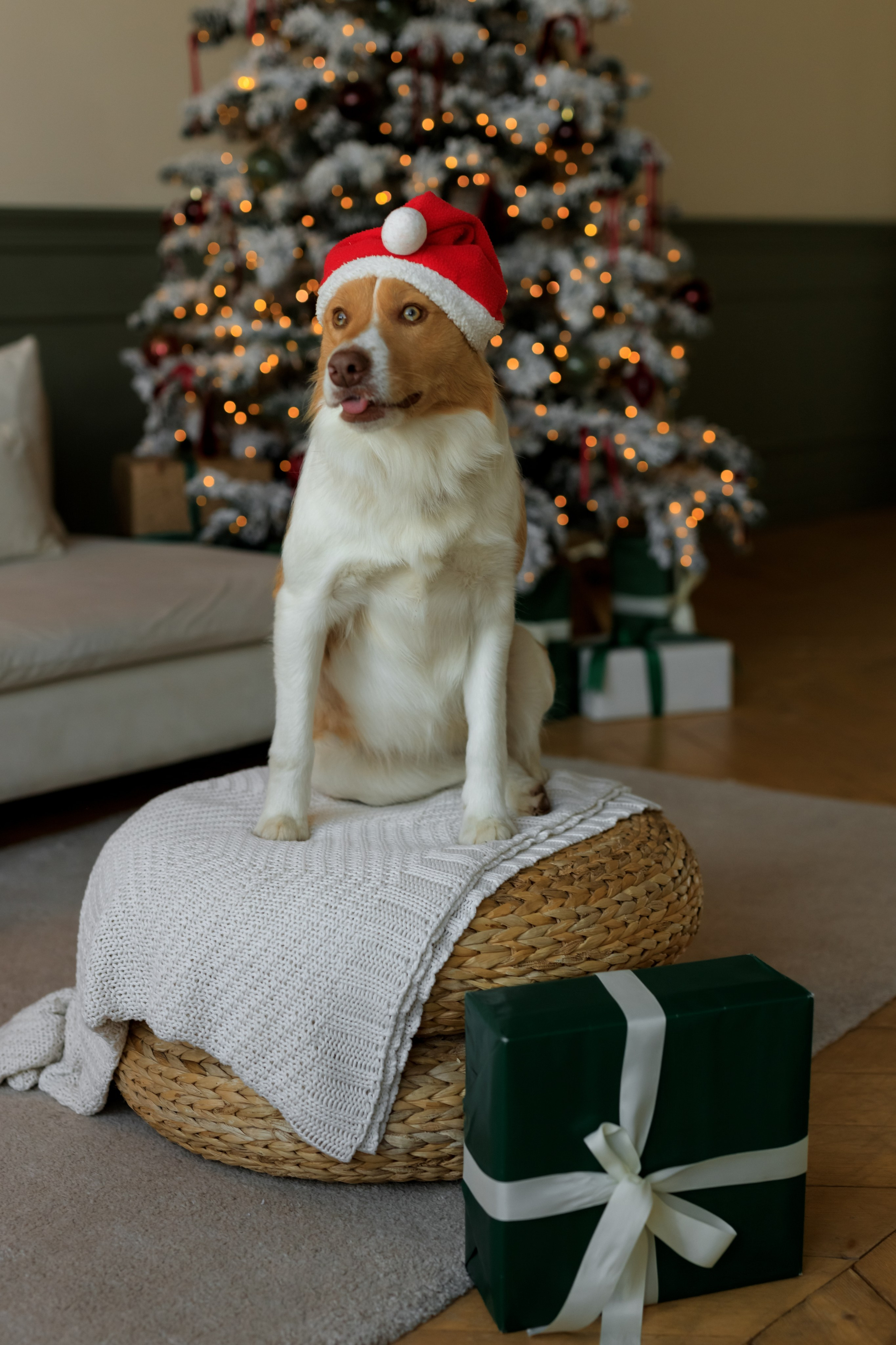 Девочка и собака (студийная). Семейный и детский фотограф в Краснодаре Элона Литвинова