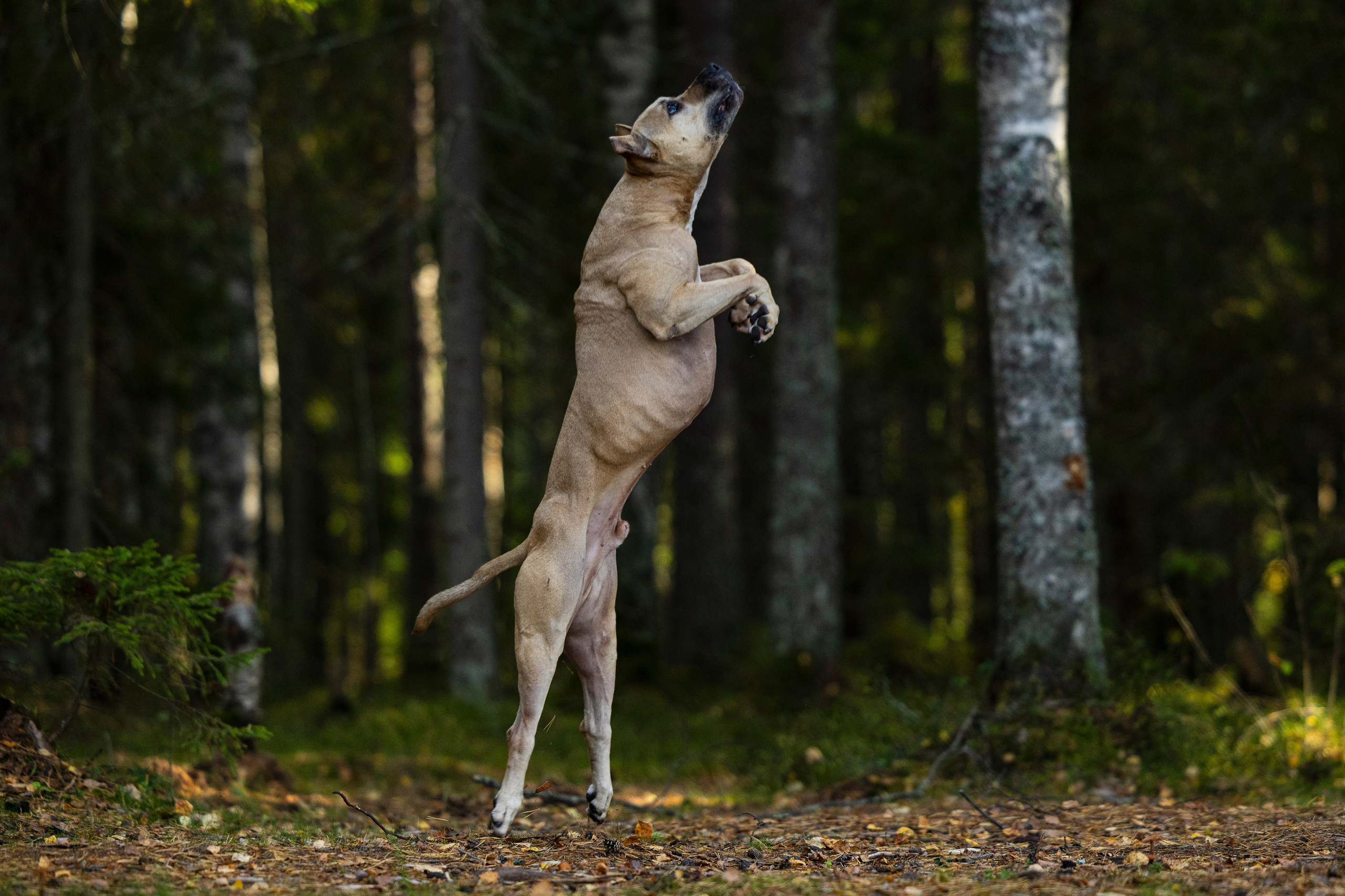 Фобос. Фотограф-анималист Анна Маринич