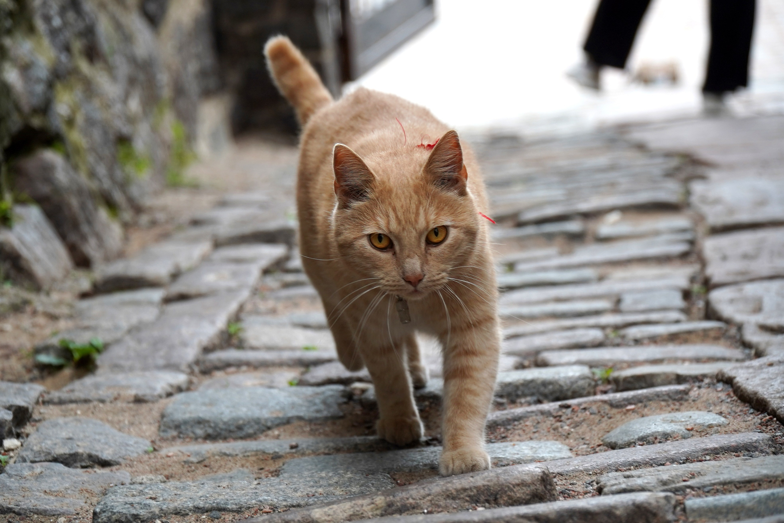 ВЫБОРГ. Июль 2024. Фотограф Наталья Погодина в г. Обнинске
