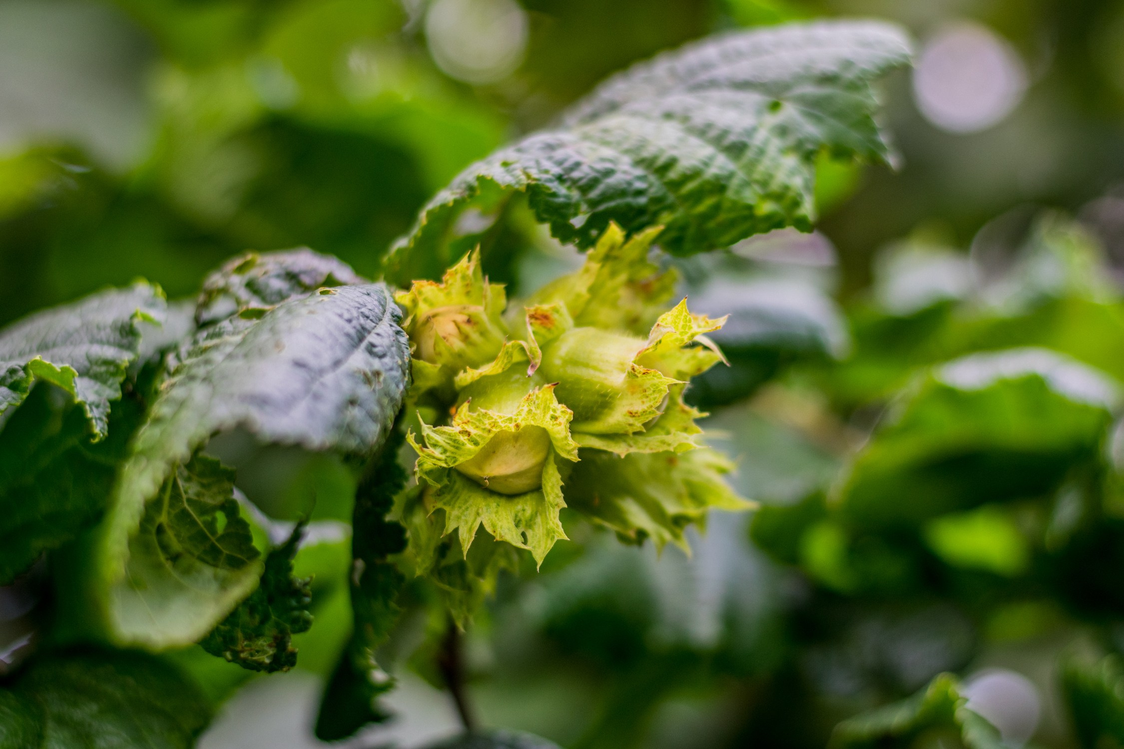 Антон Курдюмов фотограф в Хабаровске Рина Курдюмова фото27 foto27 Антон Дорофеев репортажный репортаж документалист Тони и Рина фотосоздатели Виноградники Хехцир 2024 Хабаровск виноград дикий фермер фермерство дачный сезон