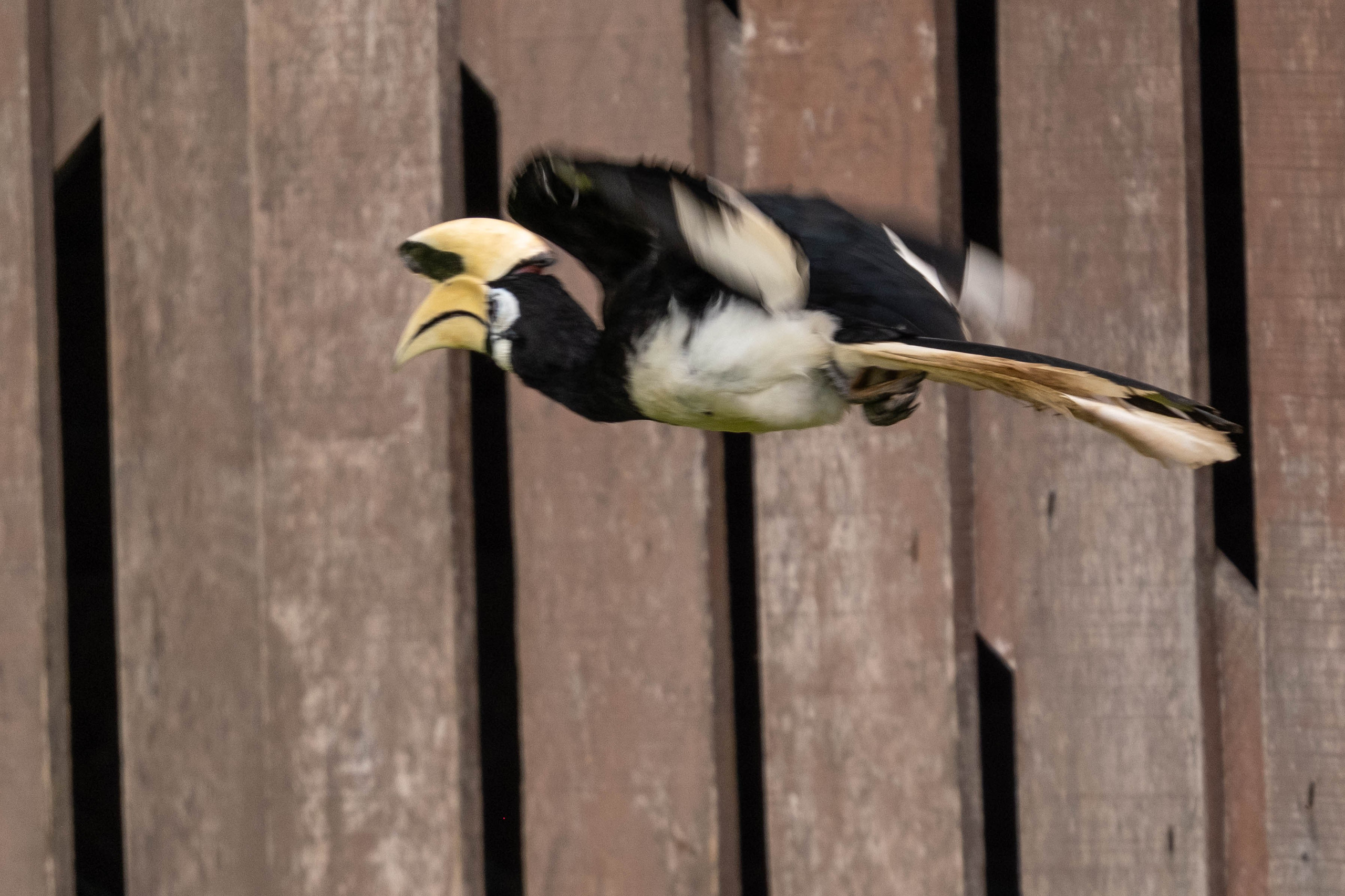 О. Борнео, г. Сандакан. В мире животных. Фотографии из путешествий