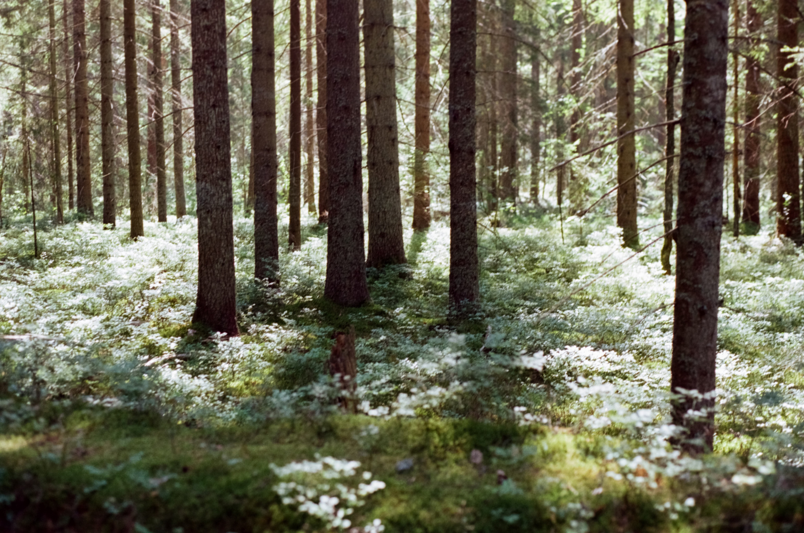 Принты с плёнки — авторские фотографии для интерьера | Илья Михачёв