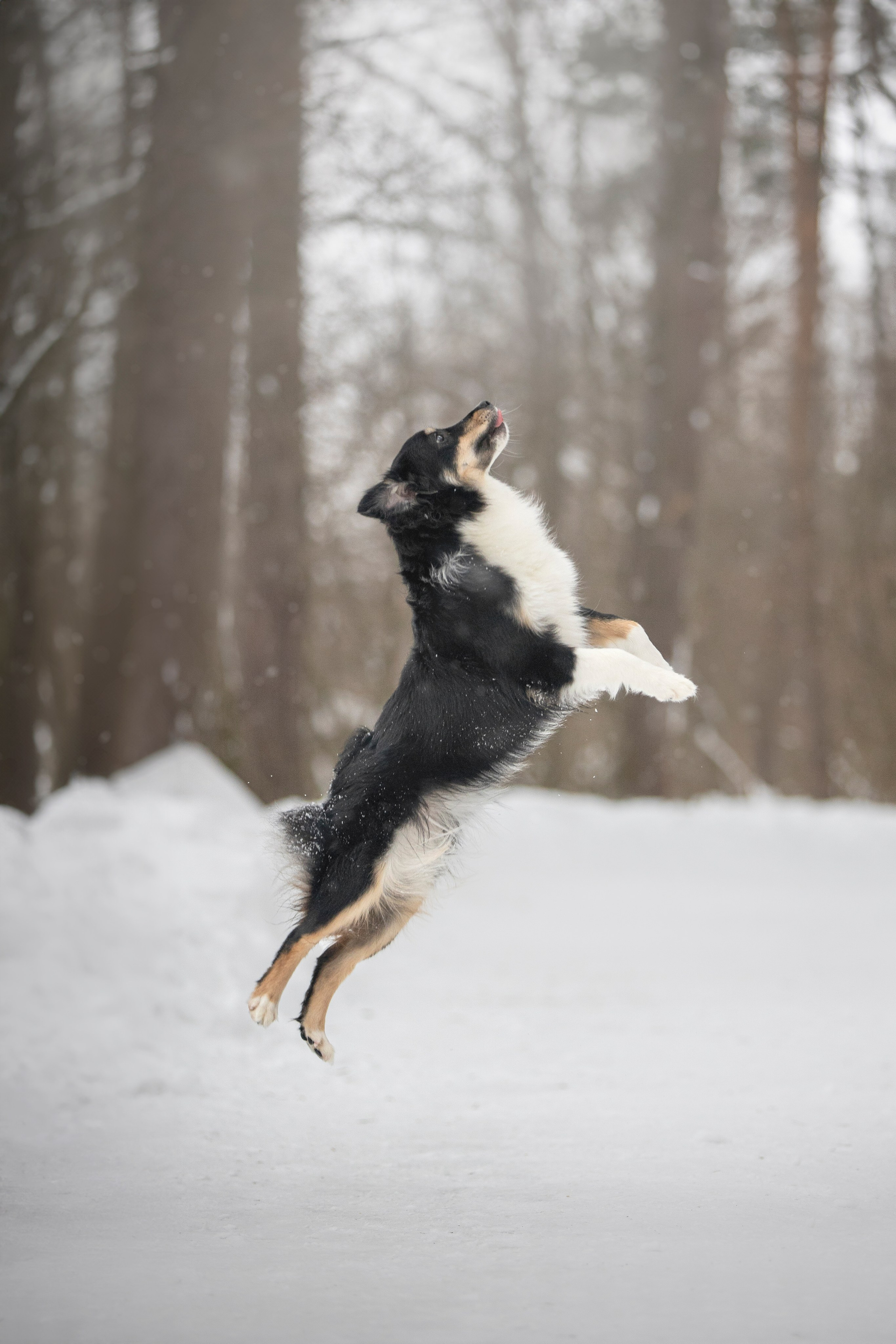 Дария, Макс, Сезам и Чили. Фотограф анималист в Москве Майорова Евгения