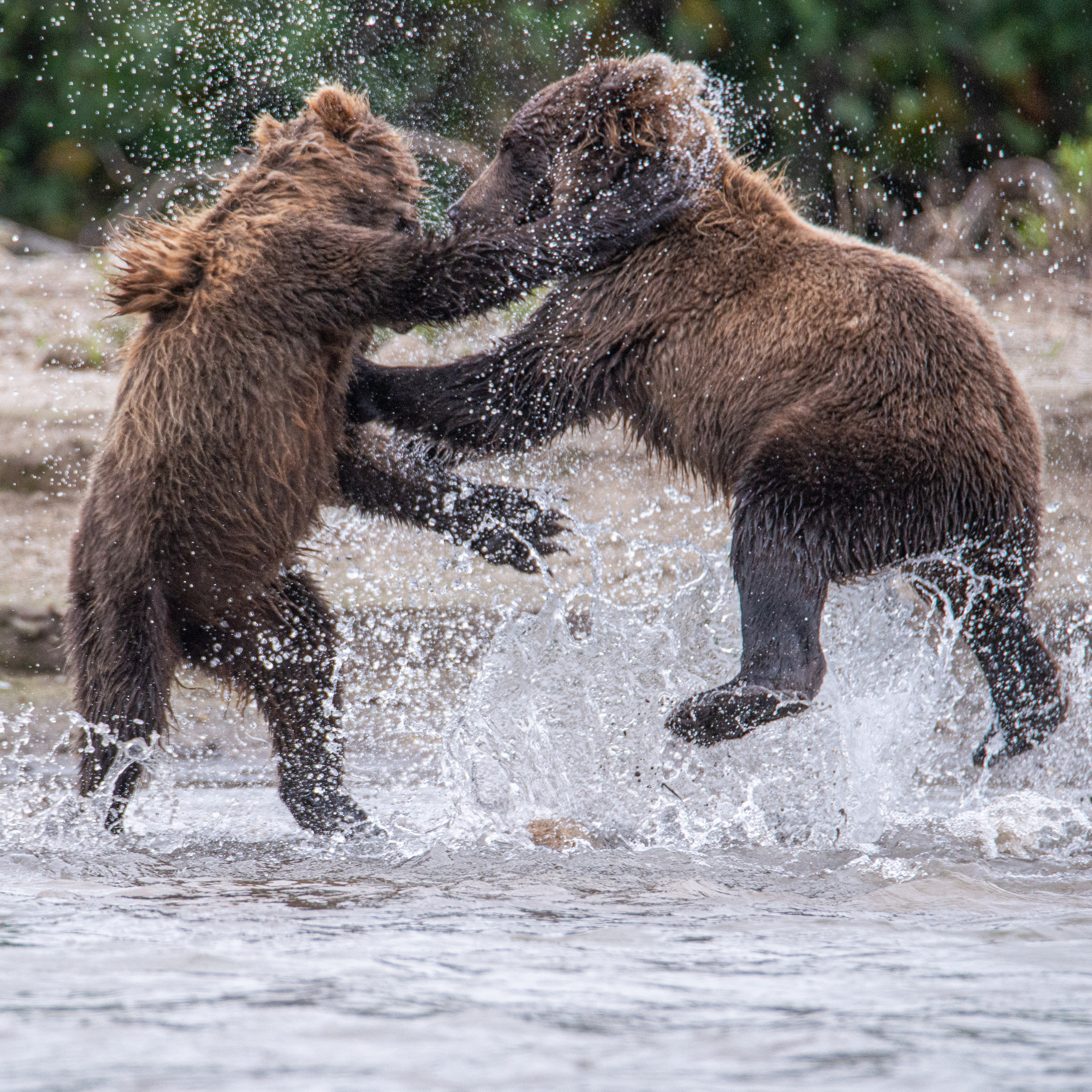 Камчатка — земля медведей. Игорь Иванко — Репортажный и событийный фотограф. Москва