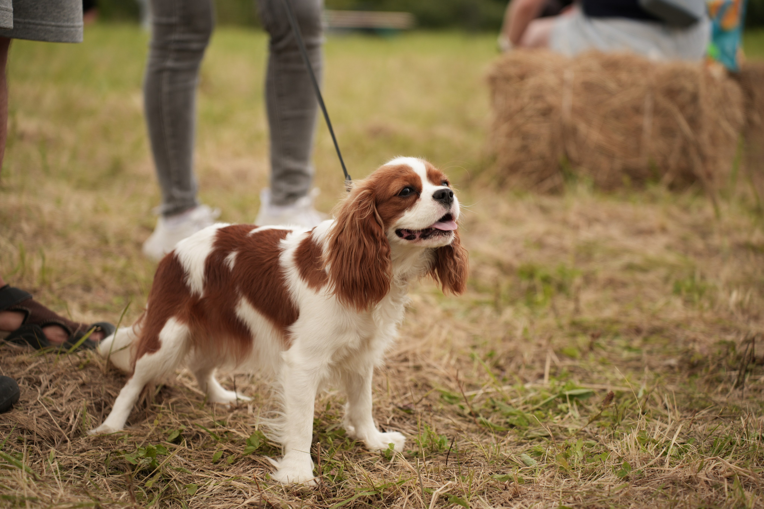 Фестиваль шаров Переславль. Свадебный и семейный видеограф в Москве Гера Филатов