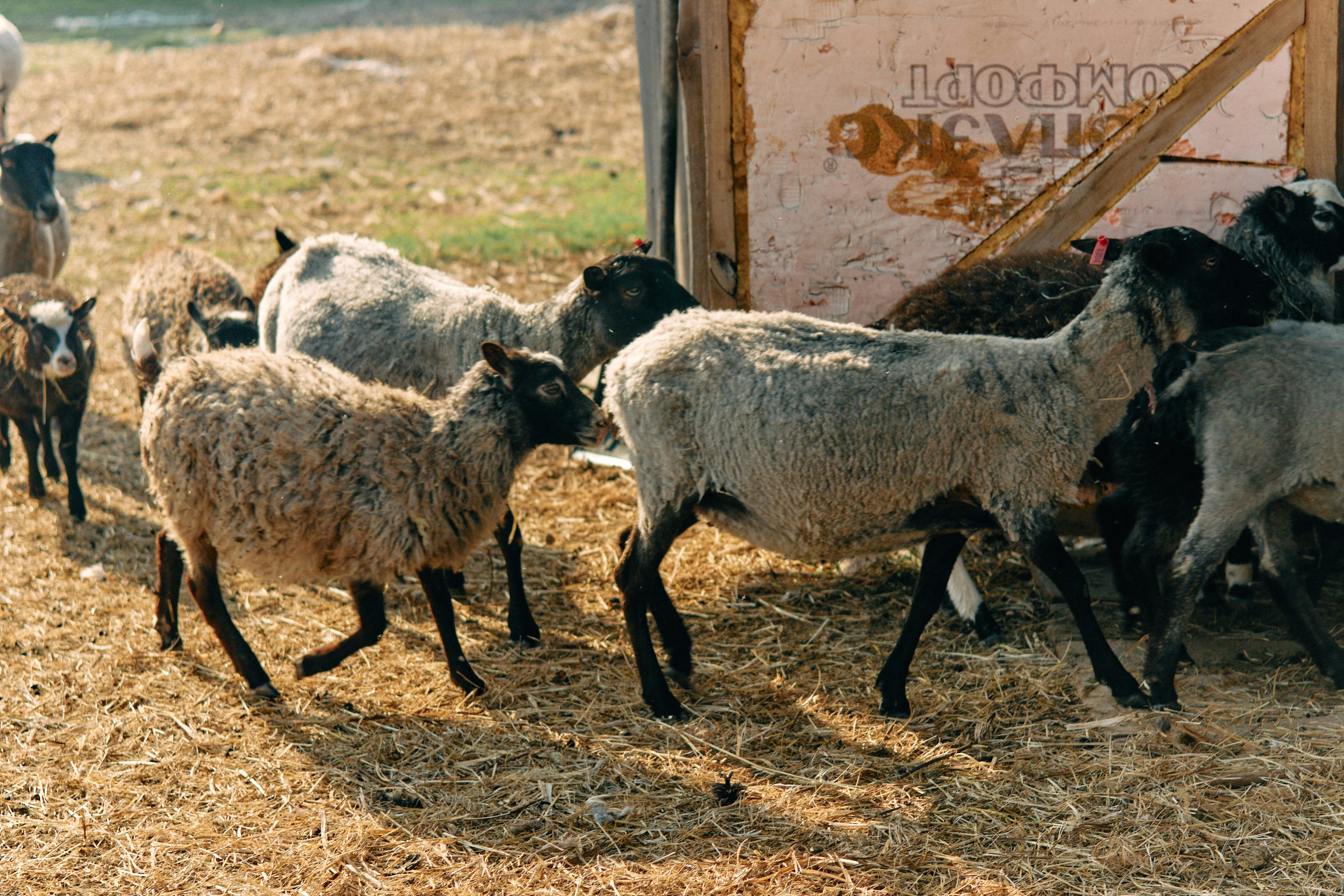 Бутик-отель Поле летом. Профессиональный Фотограф во Владимире, в Москве и в Суздале — Полина Романычева