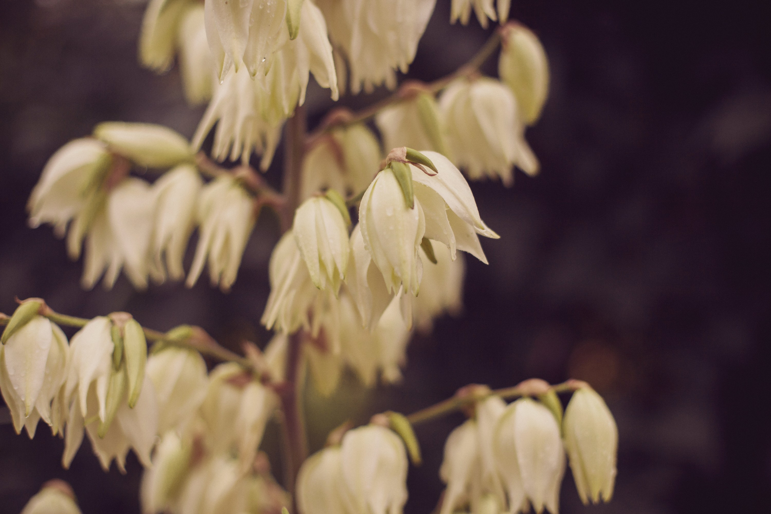 Шура / Алматы. Фотограф Наталья Гончарова. Снимаю живые портреты в Алматы
