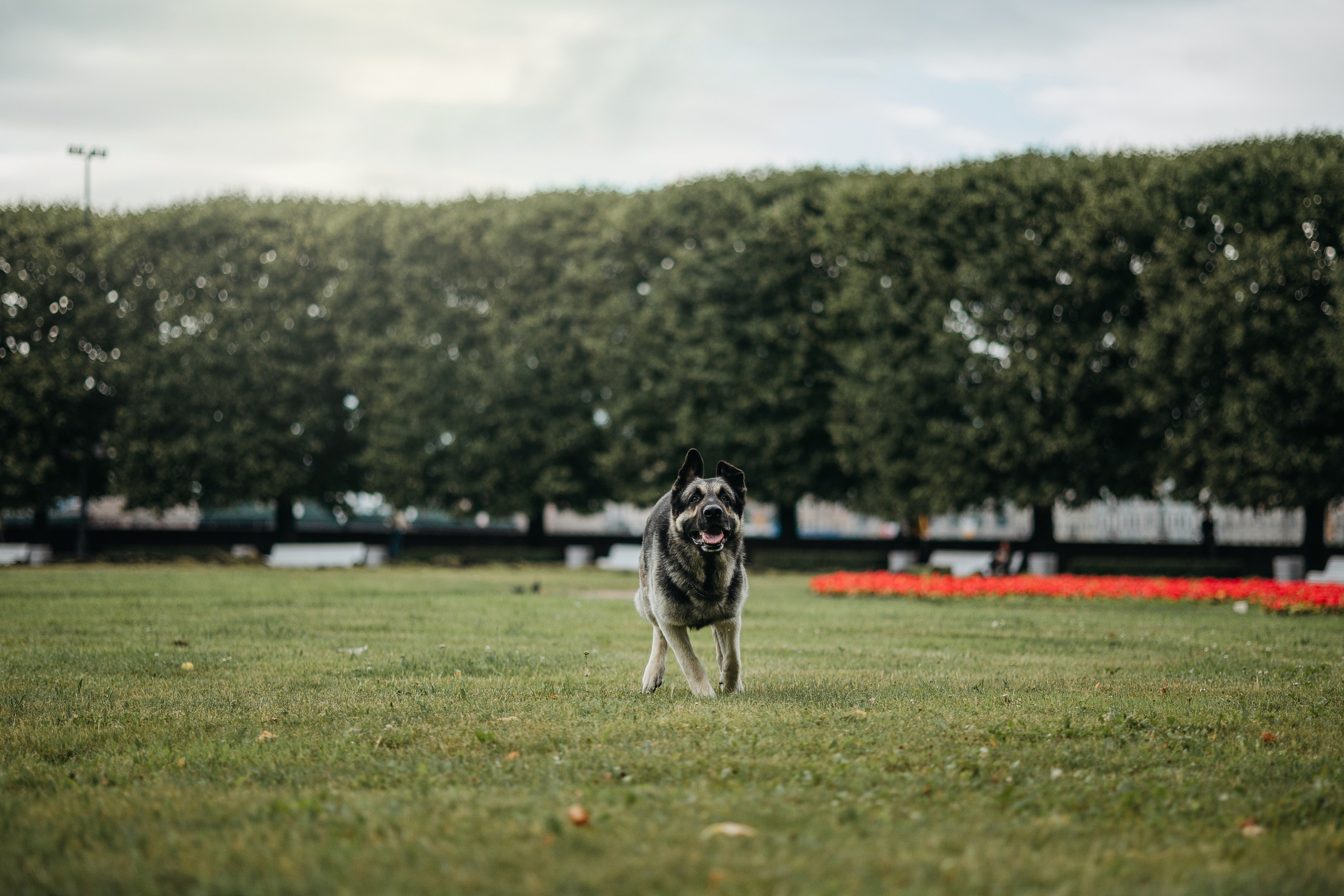 Рей и Ксения. Фотограф — Анималист | Санкт-Петербург
