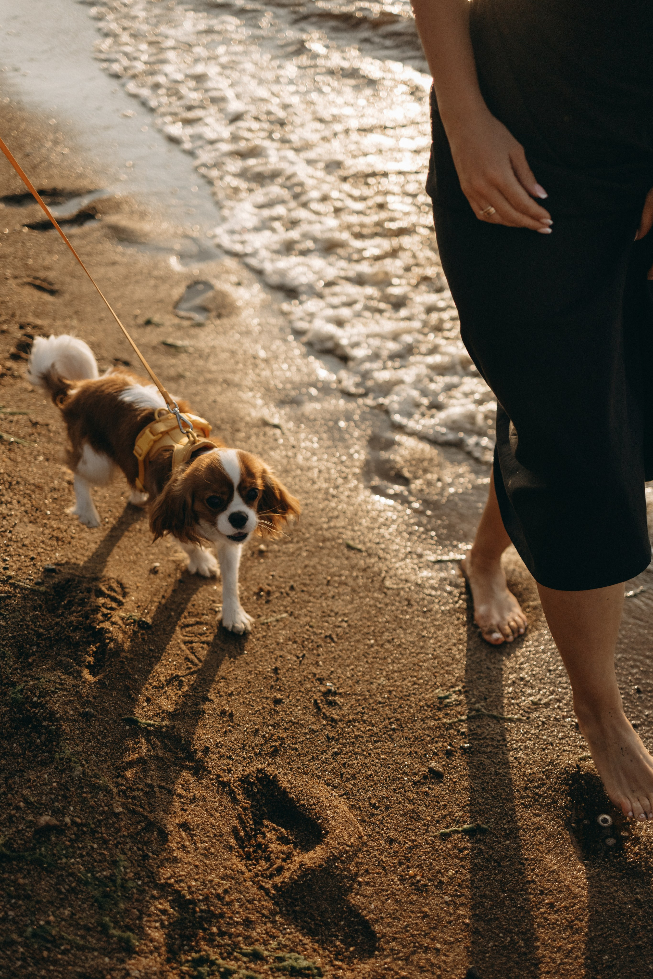 Лу и его семья. Фотограф — Анималист | Санкт-Петербург