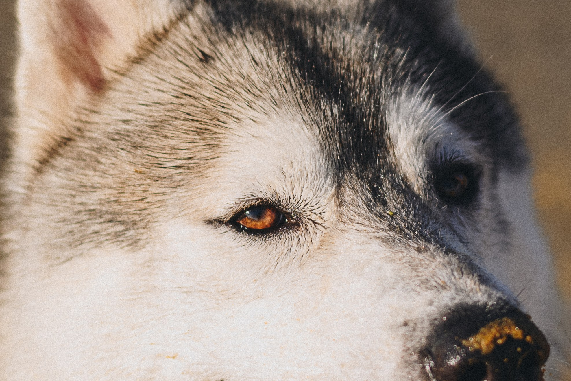 Ksenia & Archie. Natalia Finch Photography — Family, Kids & Pet Photographer in Chicago, IL