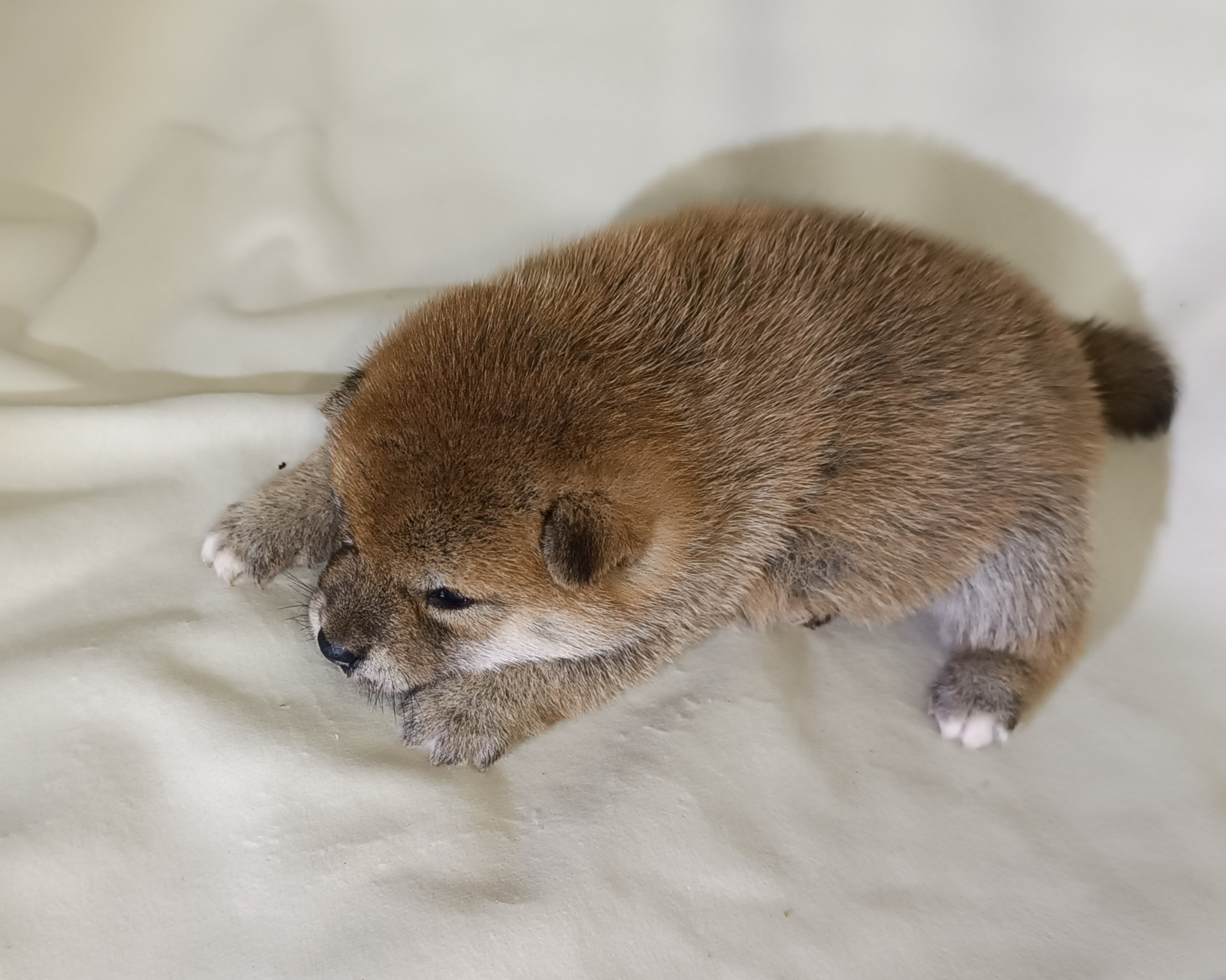 сиба питомник Рубилайт щенки на продажу rubylight  сиба щенки купить СПб Санкт-Петербург 