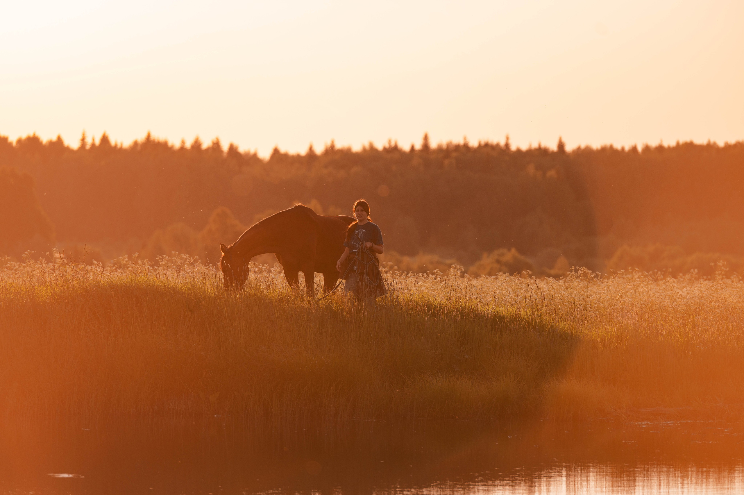 Ивори в закатных полях. Фотограф-анималист