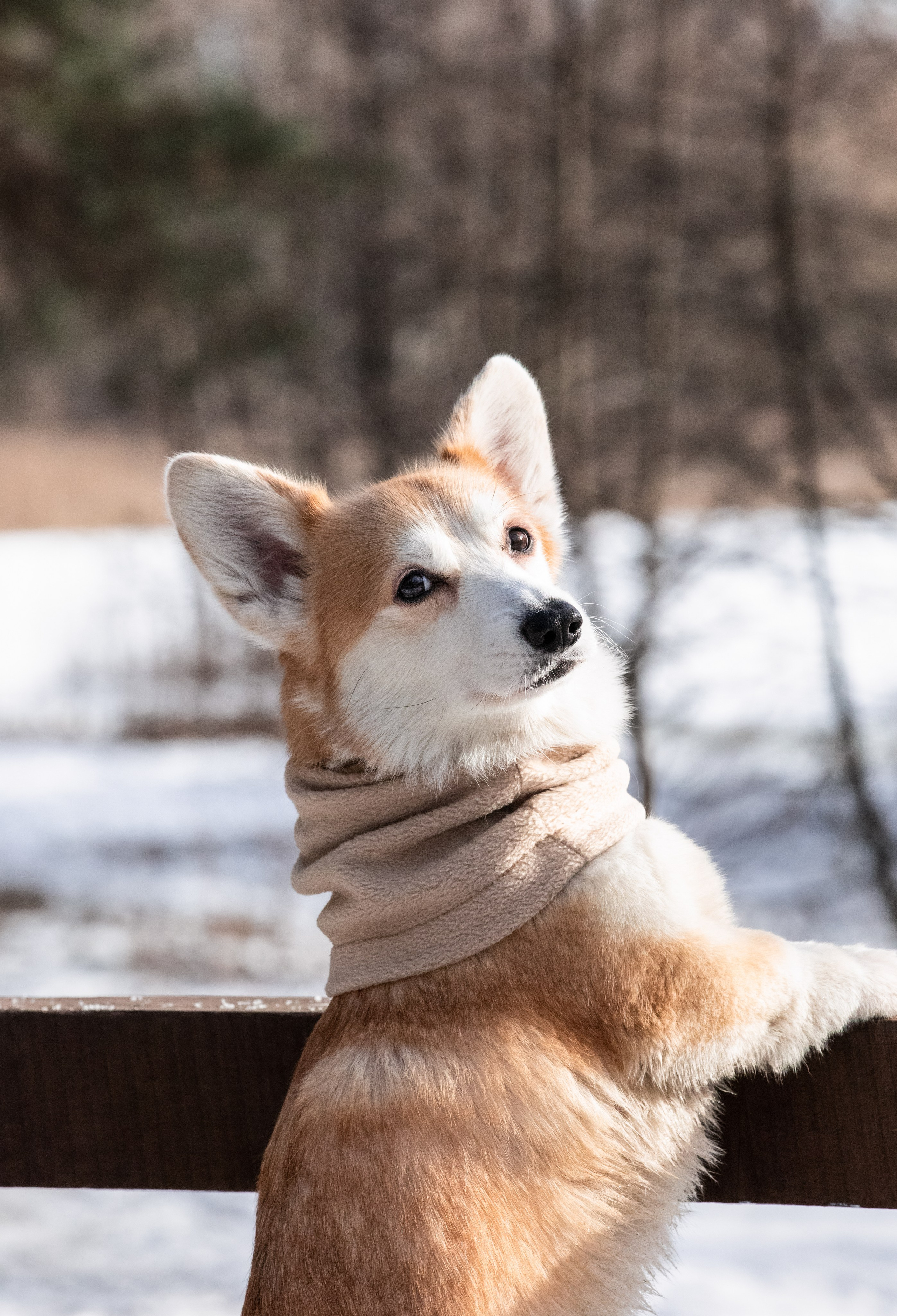Даша и Дживс. Фотограф-анималист Смирнова Клеопатра|Москва