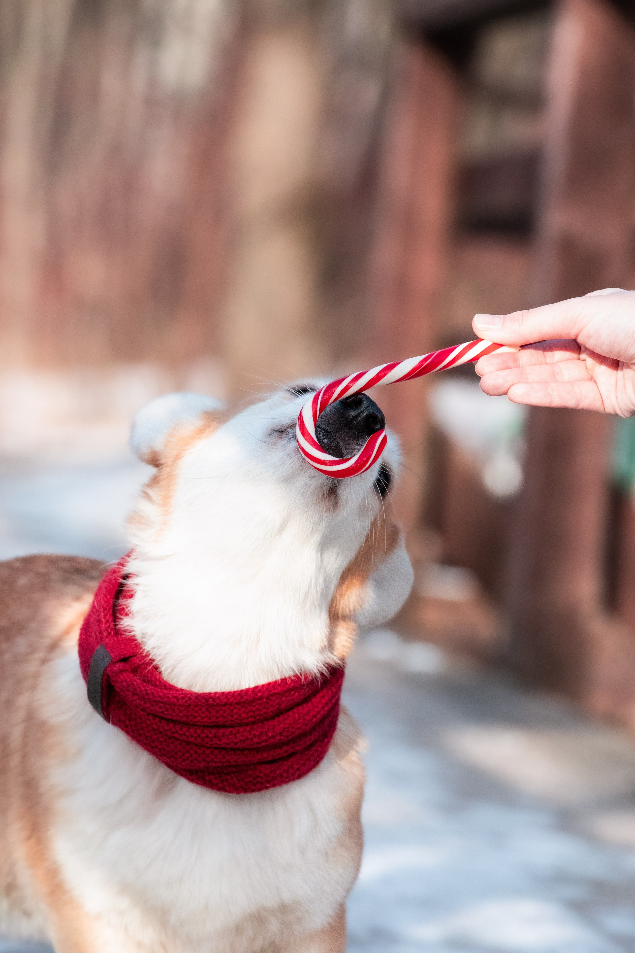 Даша и Дживс. Фотограф-анималист Смирнова Клеопатра|Москва