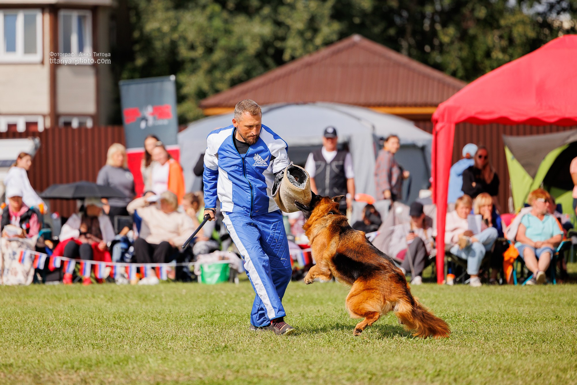 Немецкие овчарки: фото из рингов и вне ринга, мутпроба (фотографии с выставок). Фотограф собак, фотограф-анималист Аня Титова (Titanya). Москва