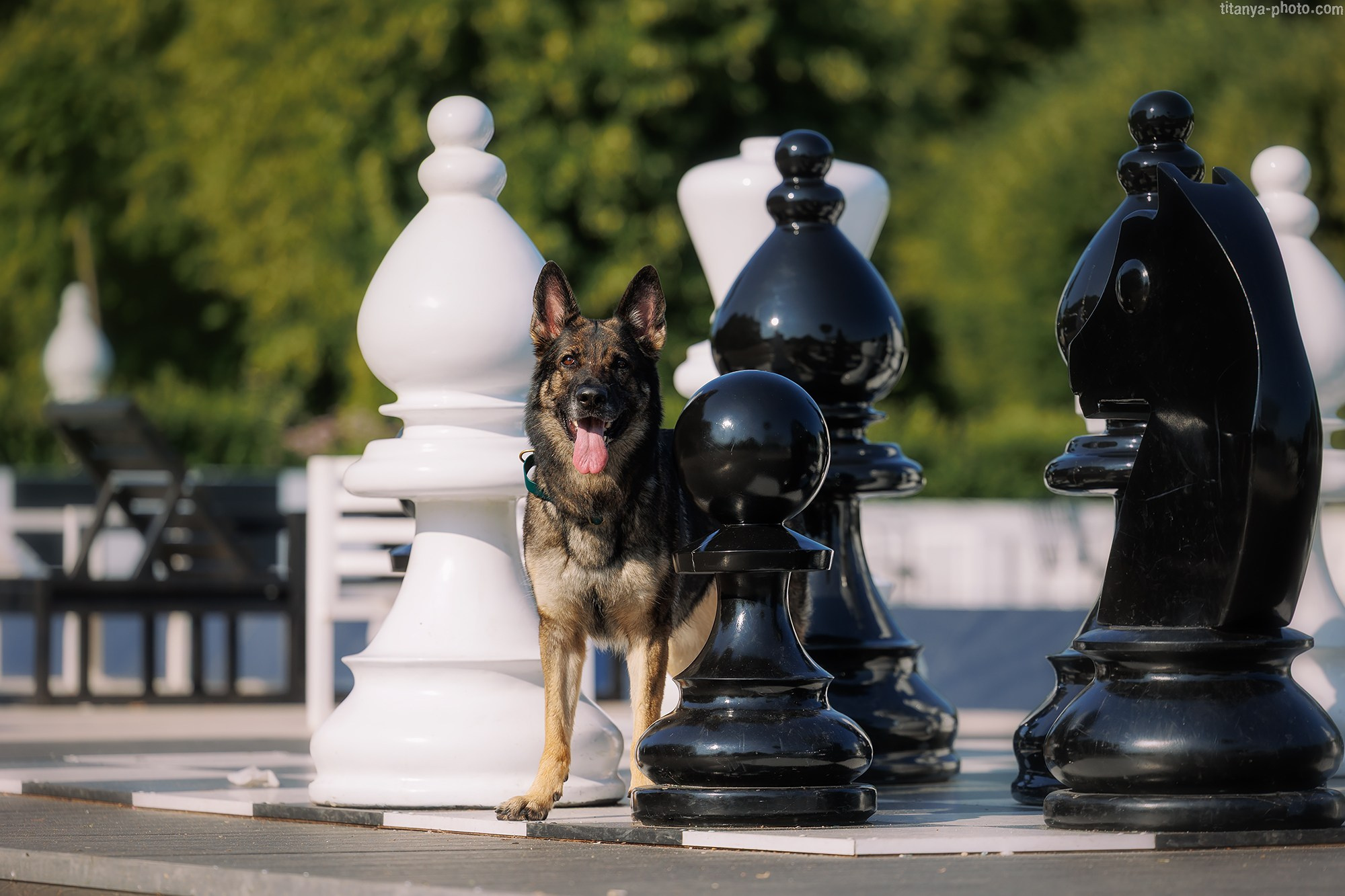 Маша и Харпи. Фотограф собак, фотограф-анималист Аня Титова (Titanya). Москва