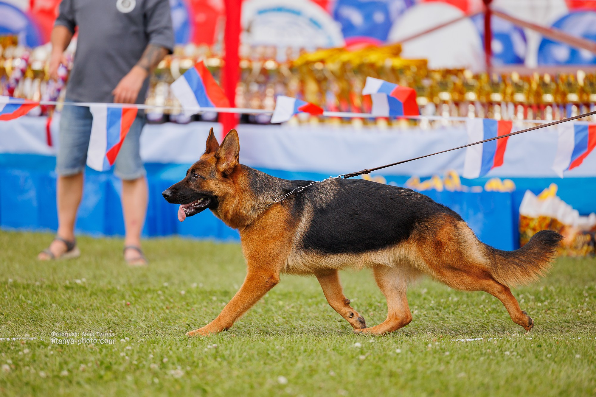 Немецкие овчарки: фото из рингов и вне ринга, мутпроба (фотографии с выставок). Фотограф собак, фотограф-анималист Аня Титова (Titanya). Москва