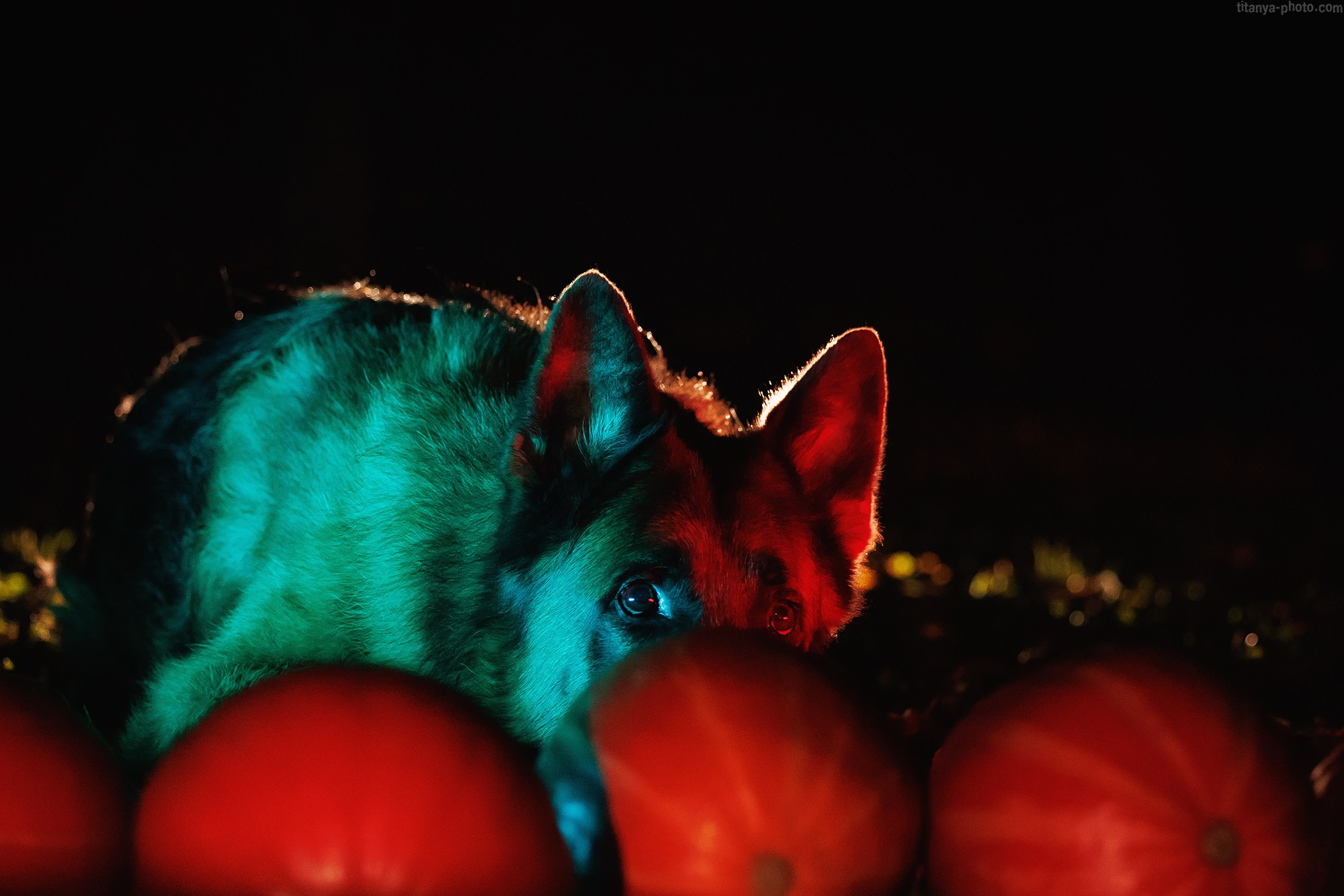 Happy Halloween!. Фотограф собак, фотограф-анималист Аня Титова (Titanya). Москва
