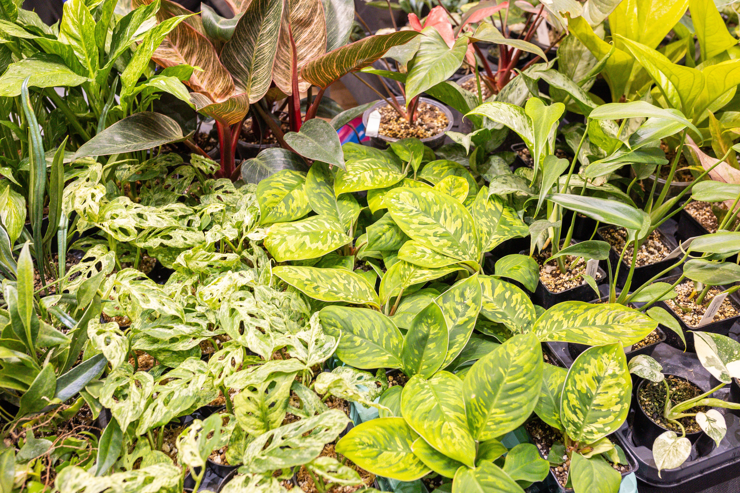 Монстериум 11–12 октября. Александра Куликова фотограф, Москва