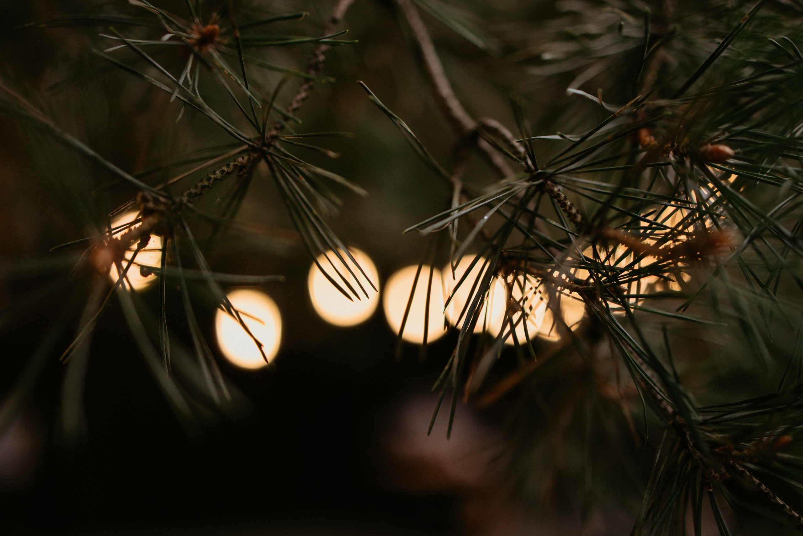 Сева & Таня | DELICE CHALET. Свадебный фотограф в Минске Владислав Бабич