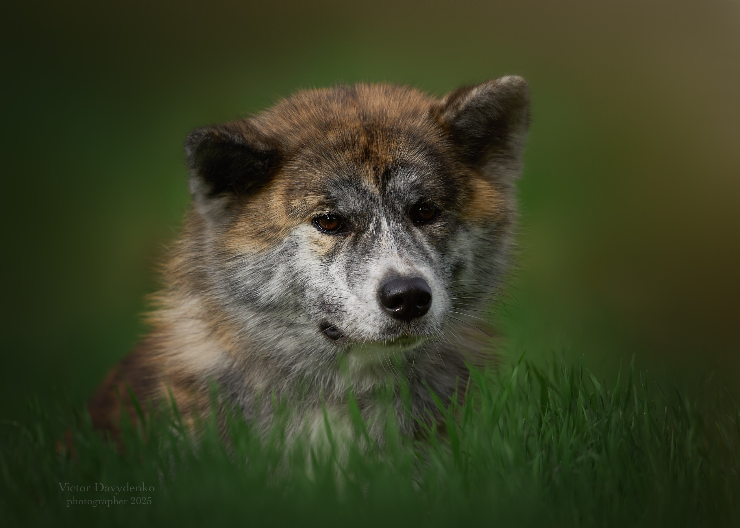 фотосессия собак краснодар выставка собак фотограф анималист сочи акита