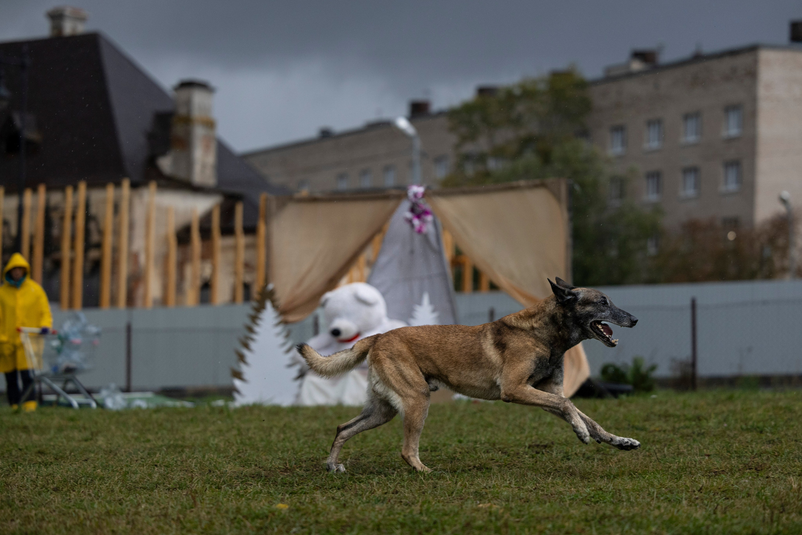 Испытания по Мондьорингу г. Пушкин. Фотограф-анималист Анна Маринич