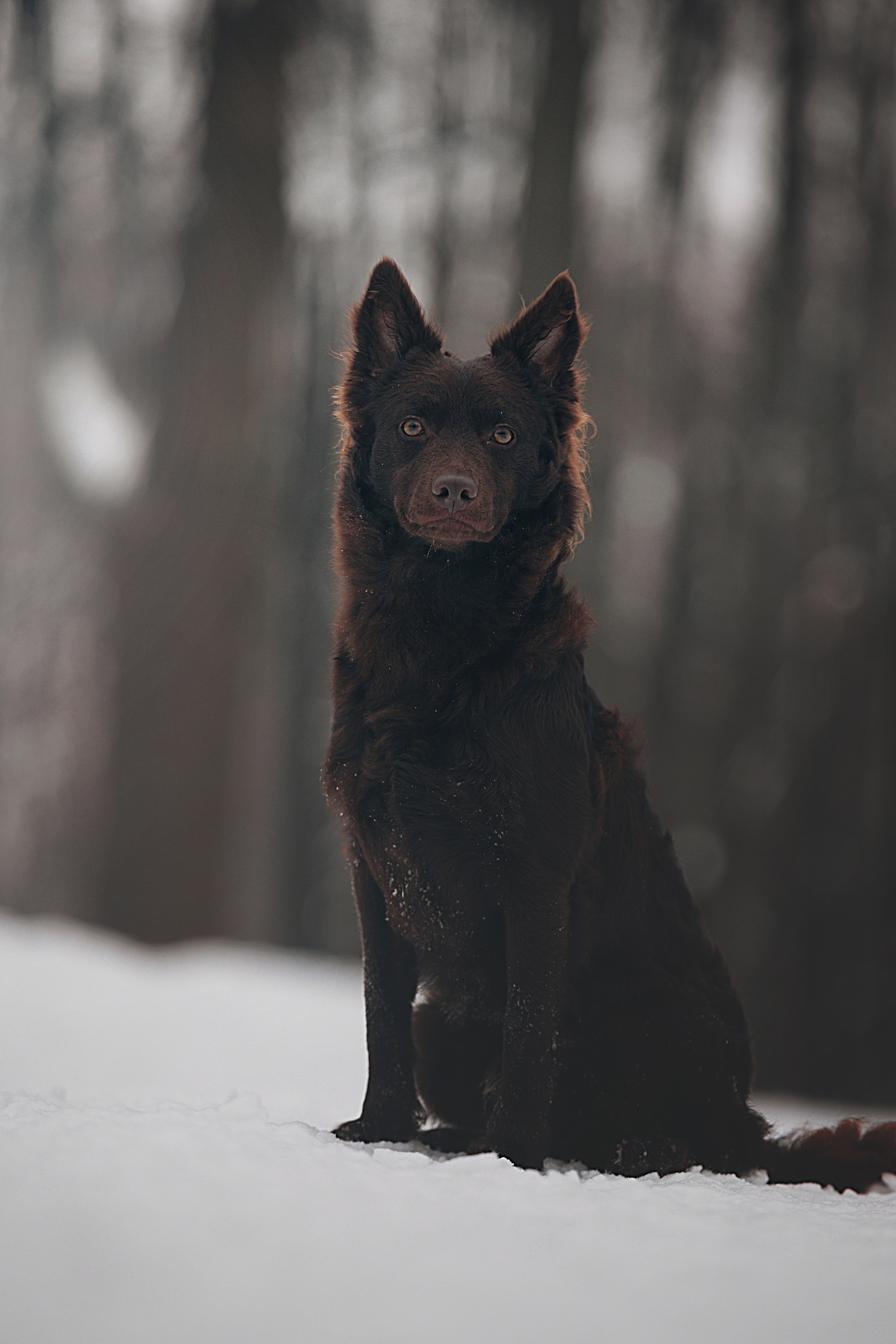 Соня и Персей в Нескучном саду. Фотограф анималист Кристина Карпова, Москва