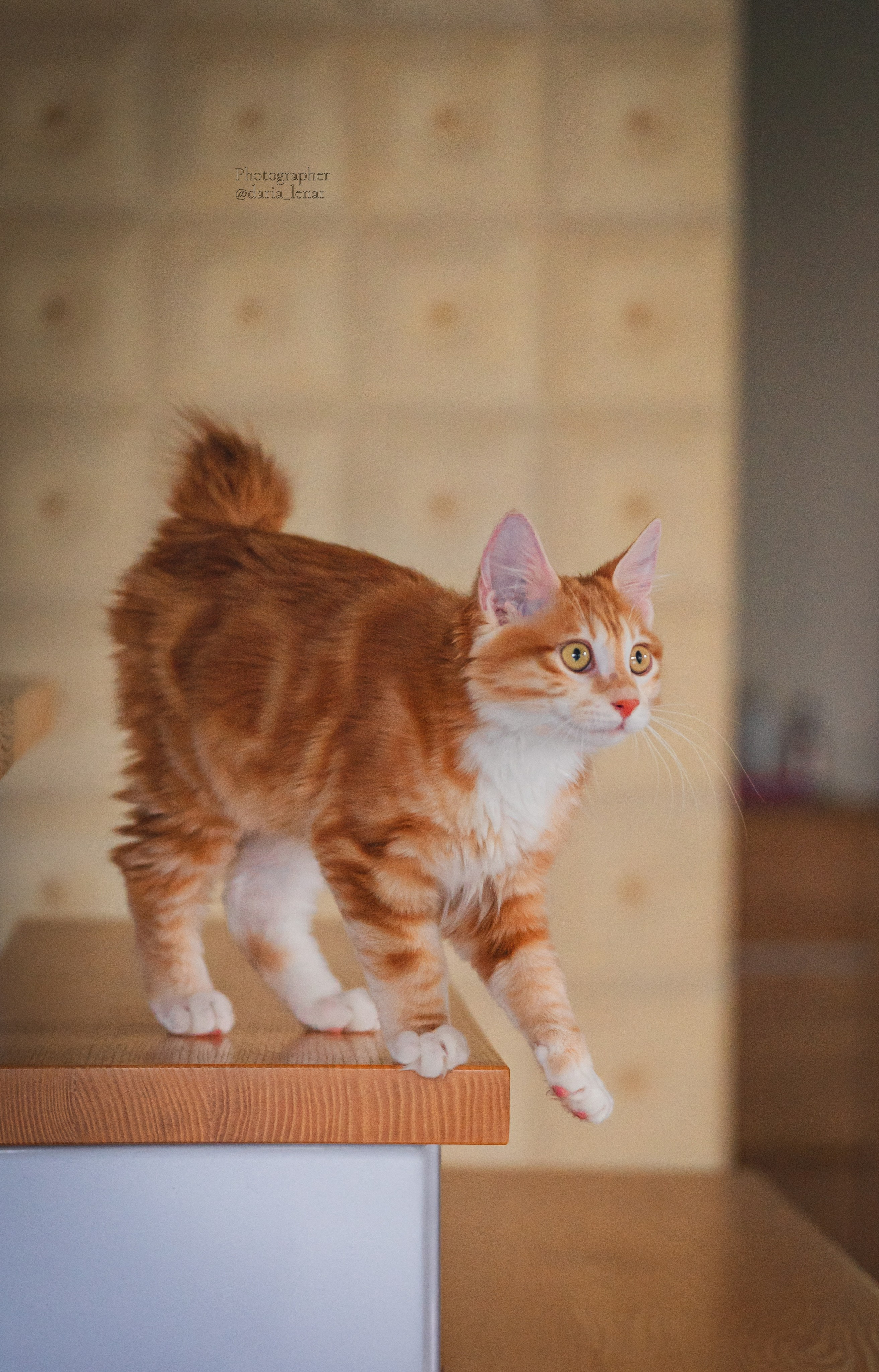 Питомник Курильских бобтейлов. Фотограф в Москве Ленарская Дарья