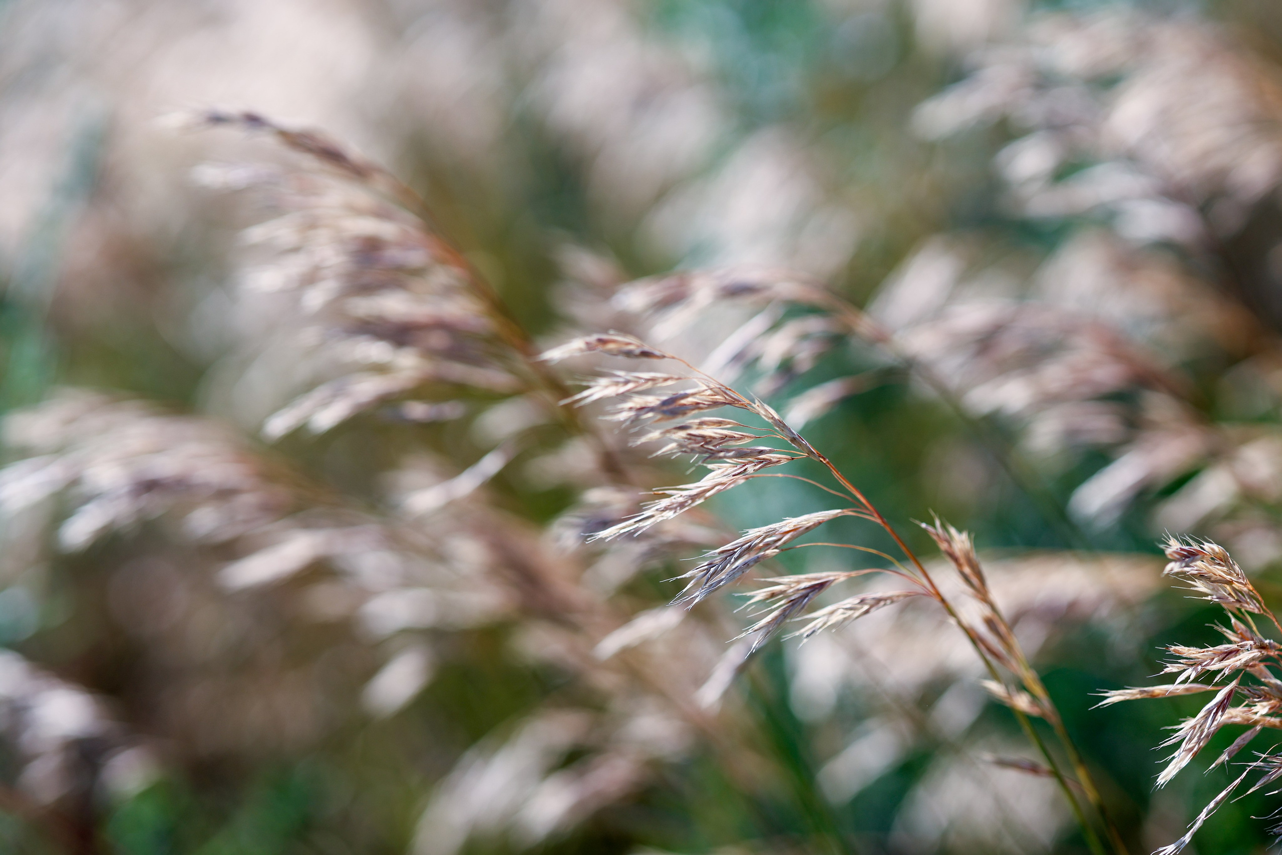 Цветочки-лепесточки. Фотограф Дмитрий Алексеев