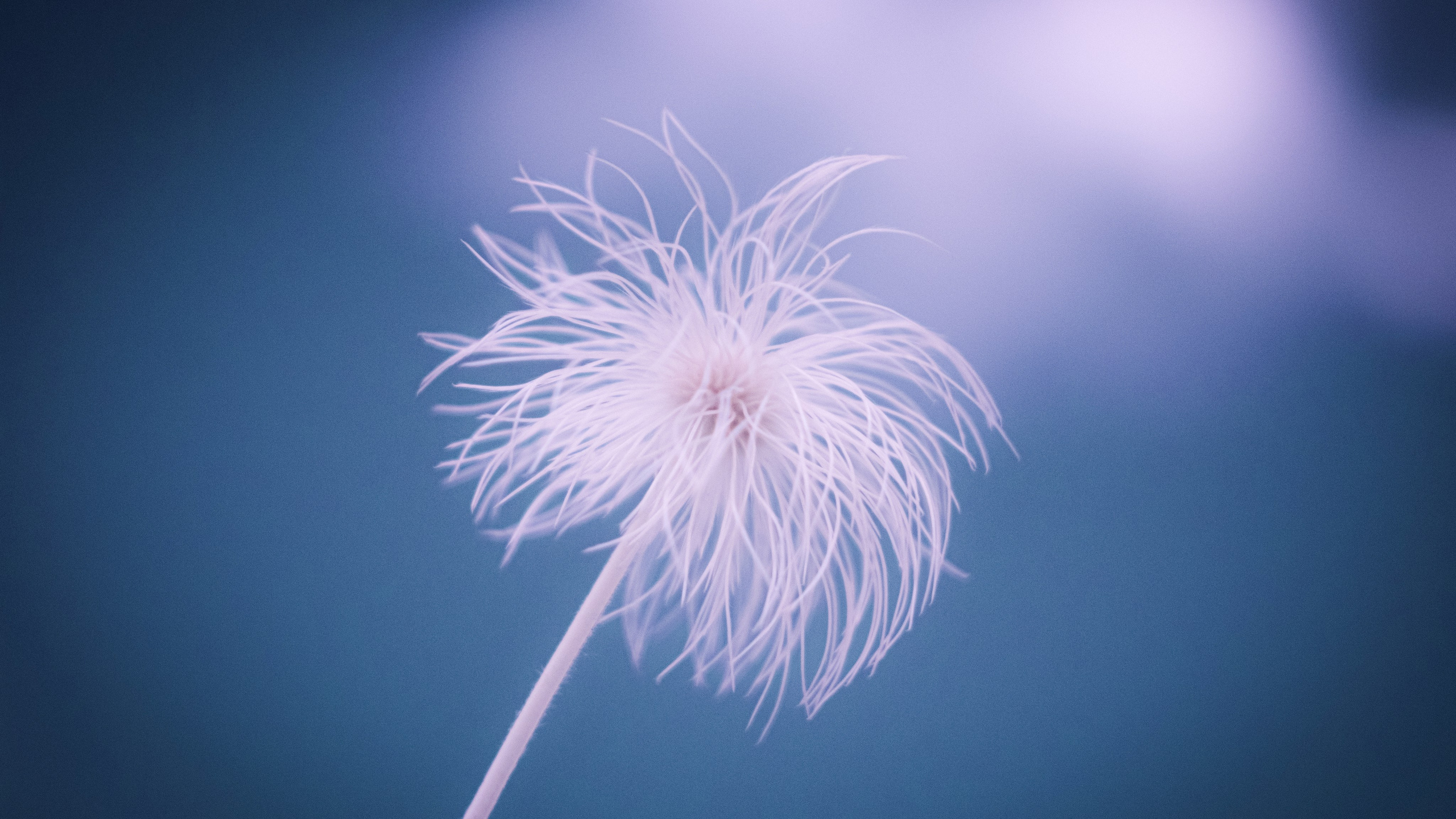 Infrared. AThumbnails