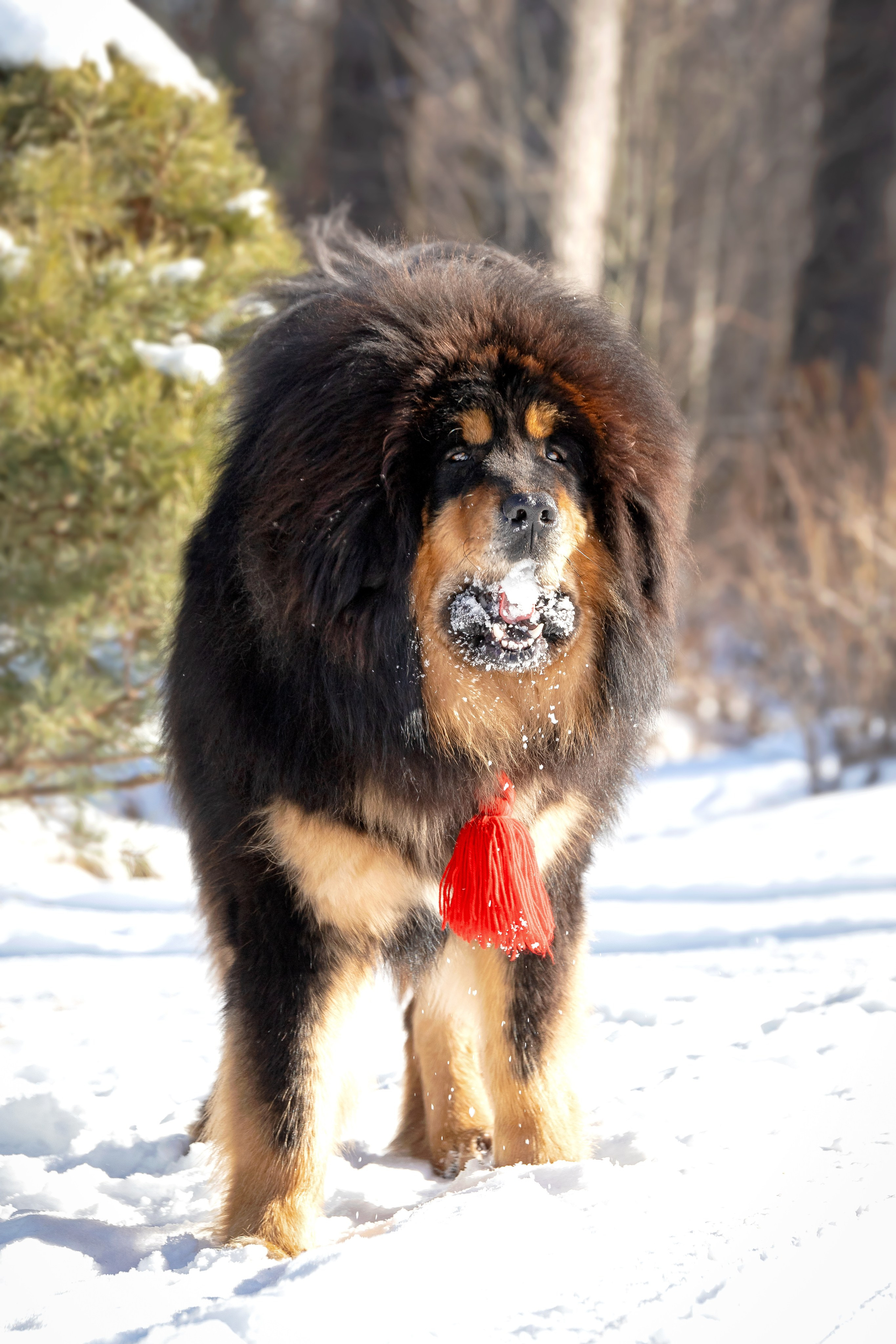 Самбу. Юлия Микульская. Рыбинск