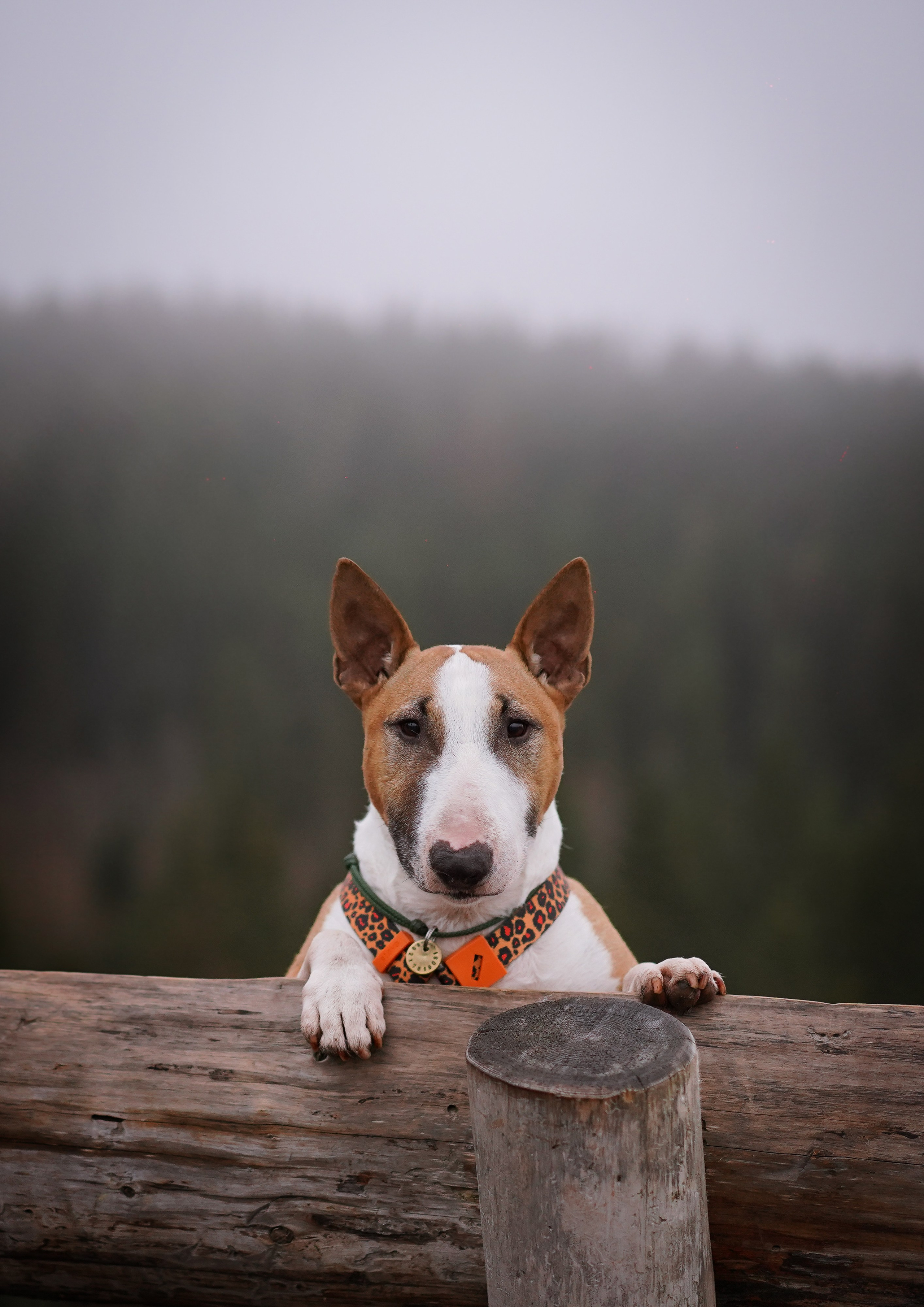 Юни на горе Паасо. Фотограф-анималист в Санкт-Петербурге Яна Мартынова