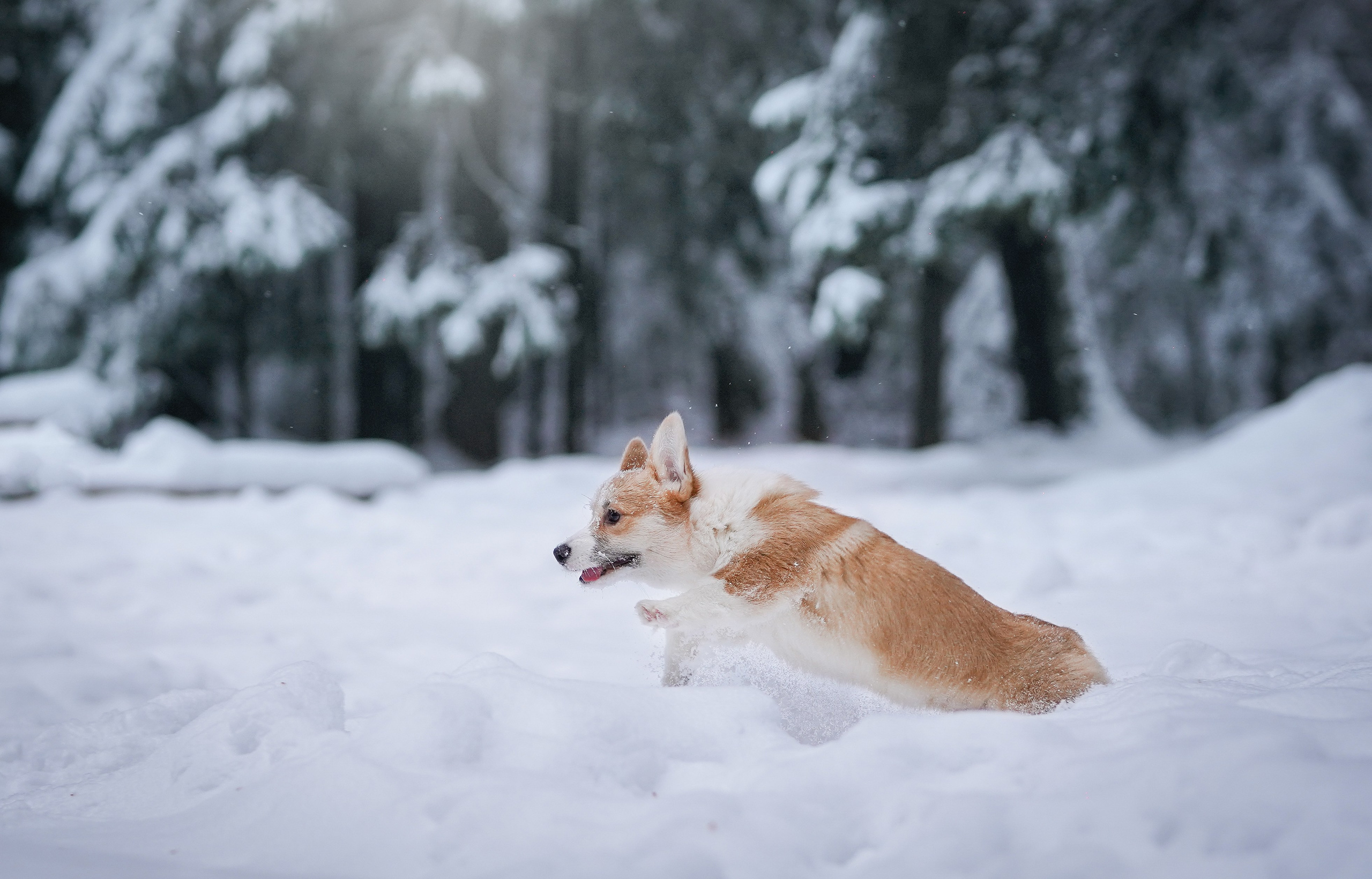 Катя Рокки и Честер. Фотограф-анималист в Санкт-Петербурге Яна Мартынова