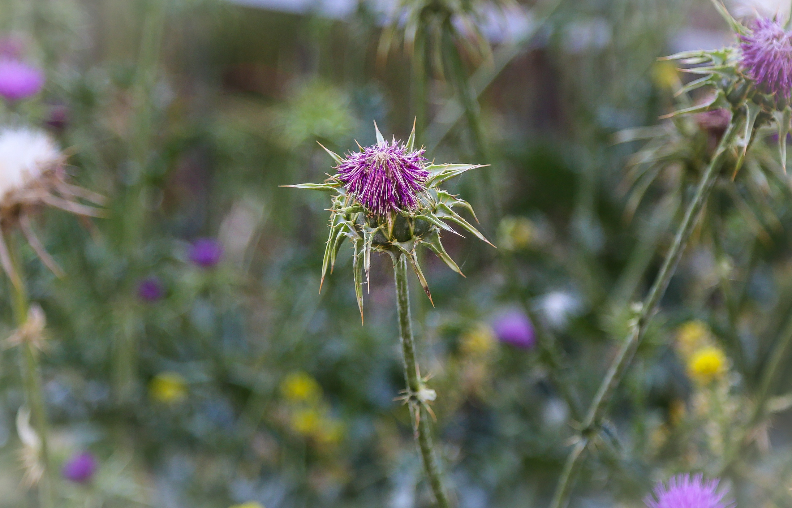 Израиль: Иерусалим. Дарья Письменюк / Darya Leitstern — фотограф, музыкант, журналист, путешественник