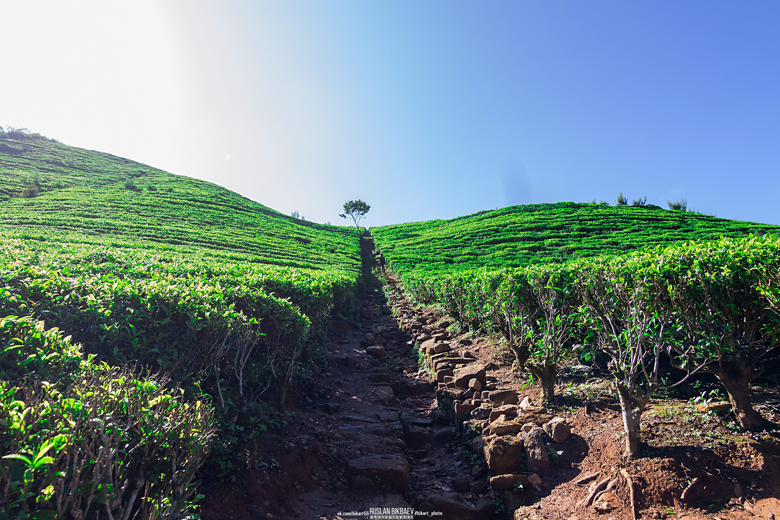 ШРИ-ЛАНКА 2025 / SRI LANKA 2025. Главная