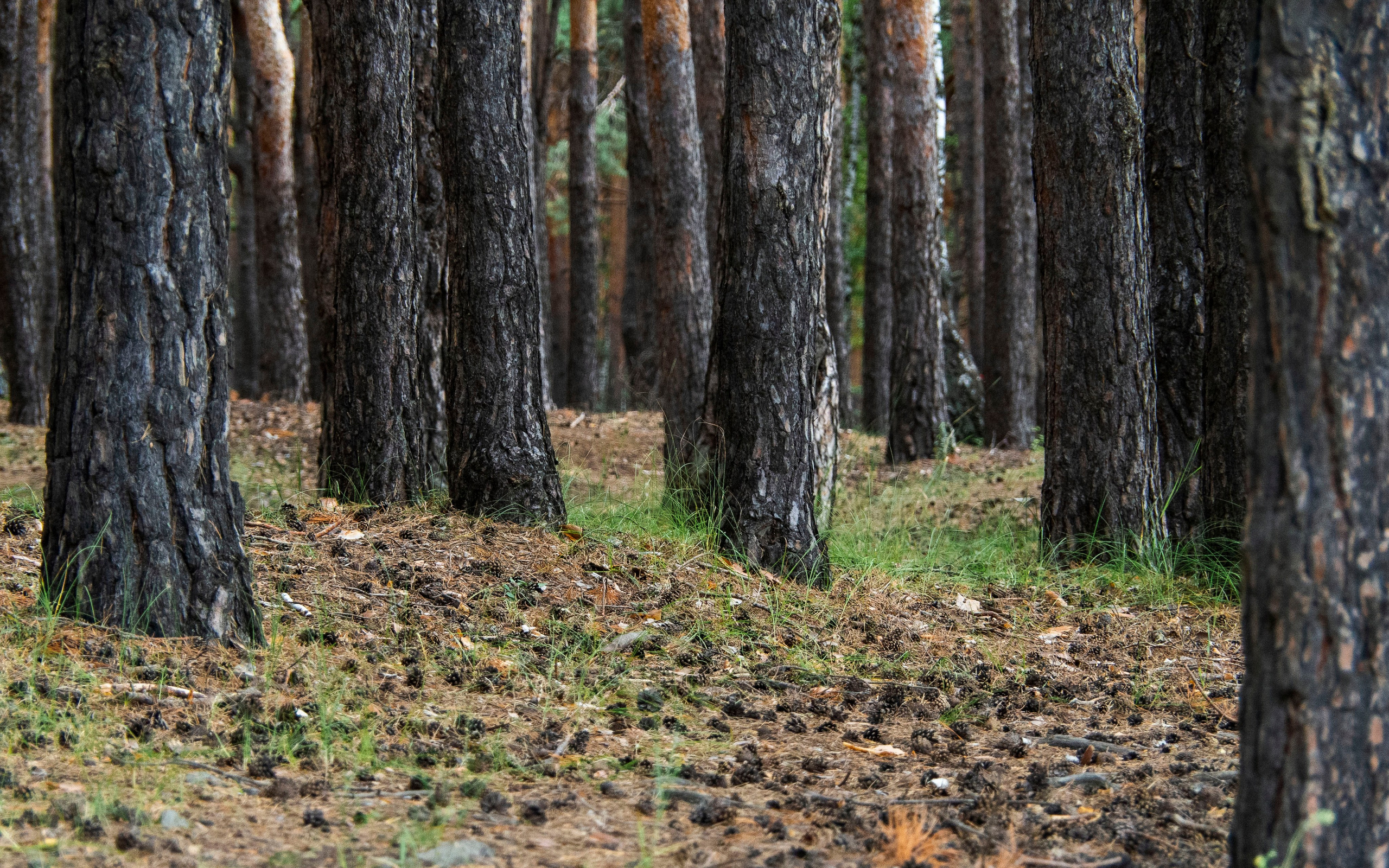 Примечательные места. Гагаринский парк в Тюмени