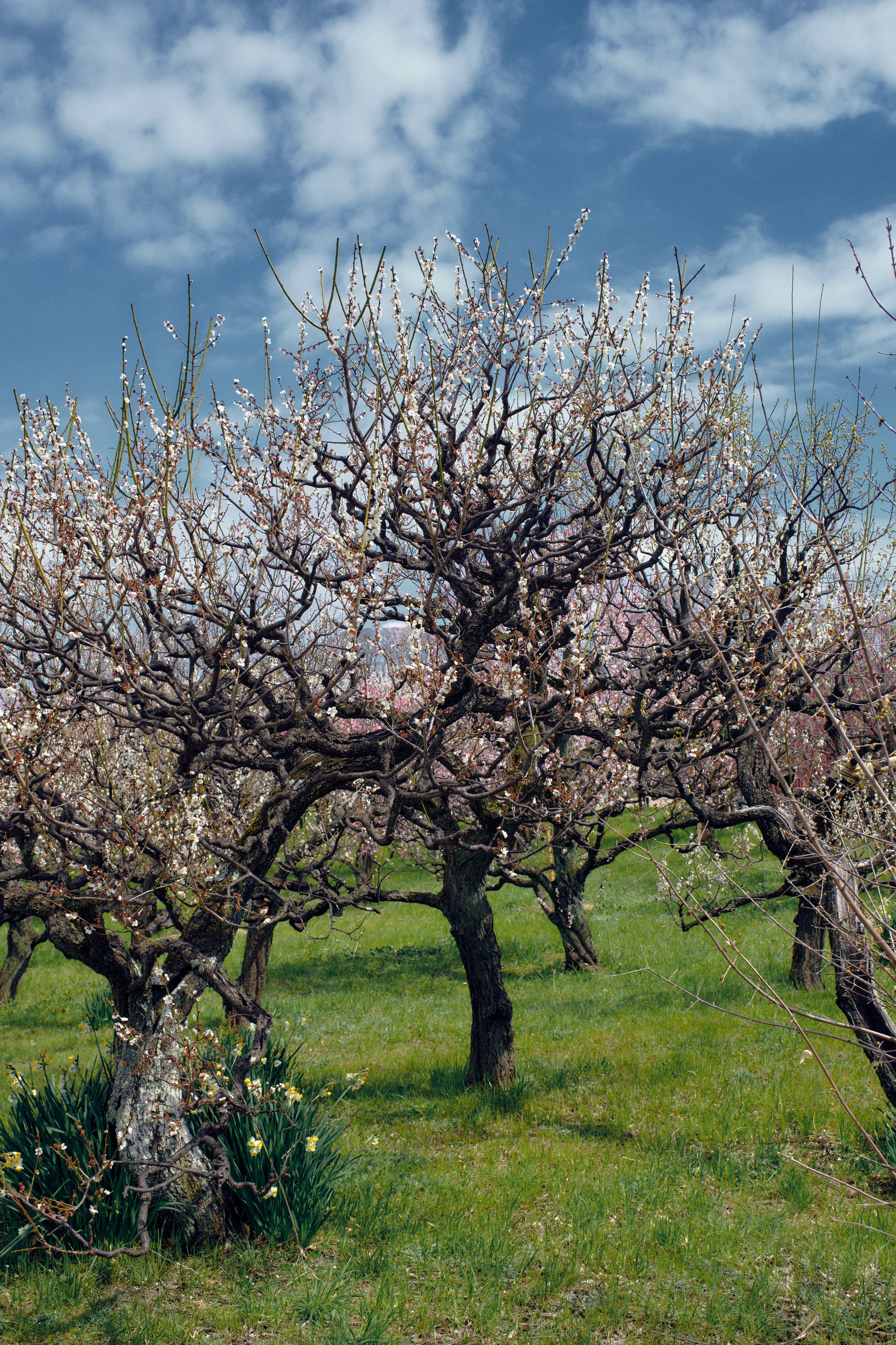 Japan / Osaka≫Kyoto≫Tokyo. Aleksandr Kobtsev