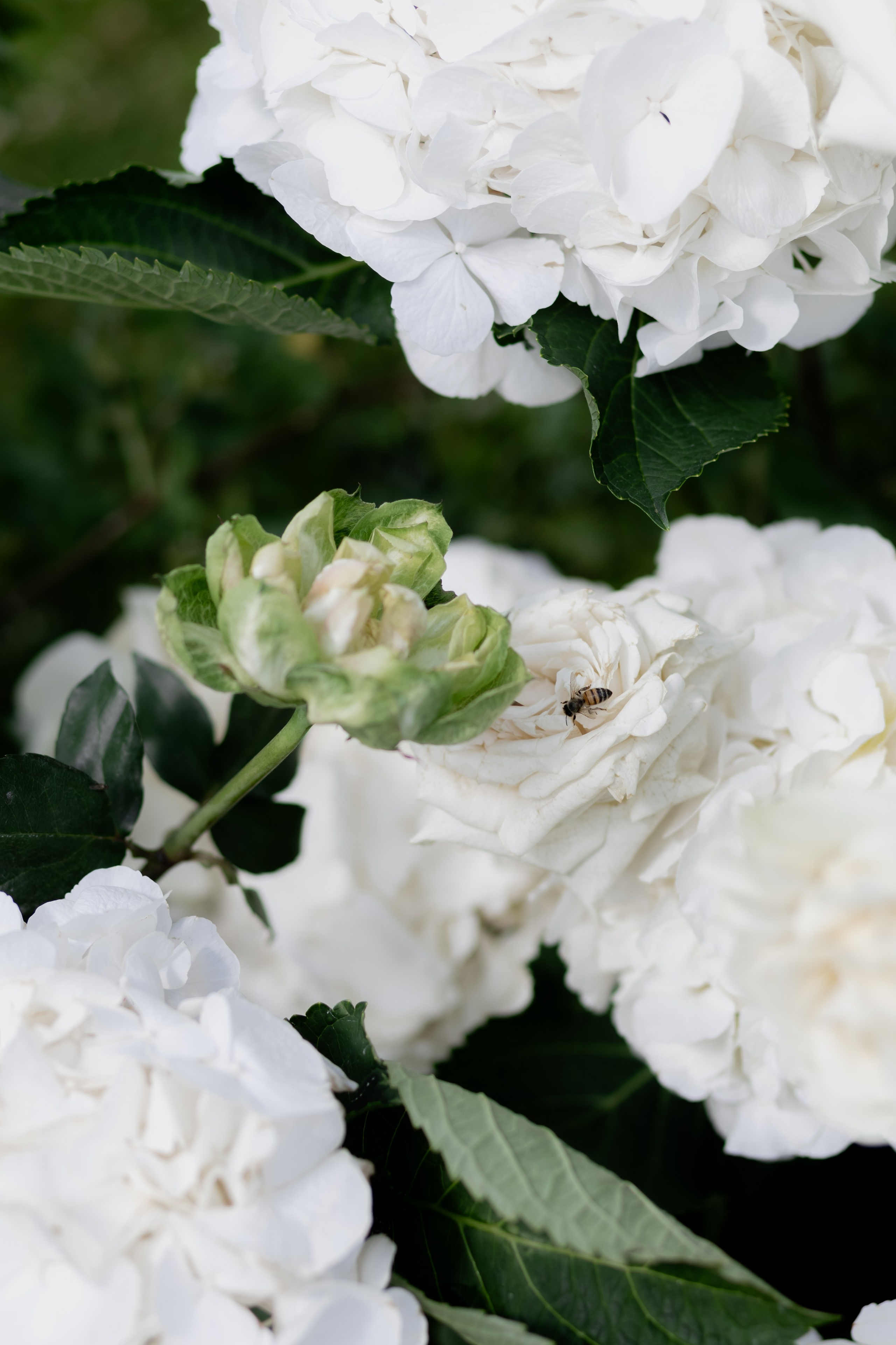 Настя Сергей 13 июня 2024, Minsk Grandchalet. Свадебный фотограф Кристина Винокурова