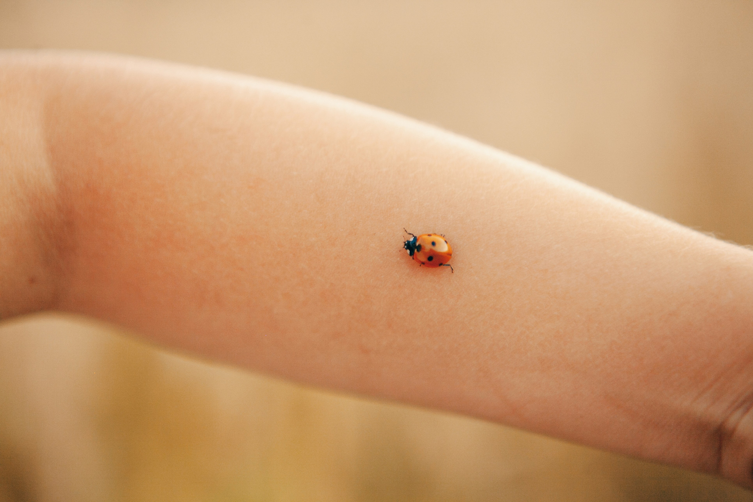 Семейная фотосессия в поле на закате. Фотограф Ольга Ефремова