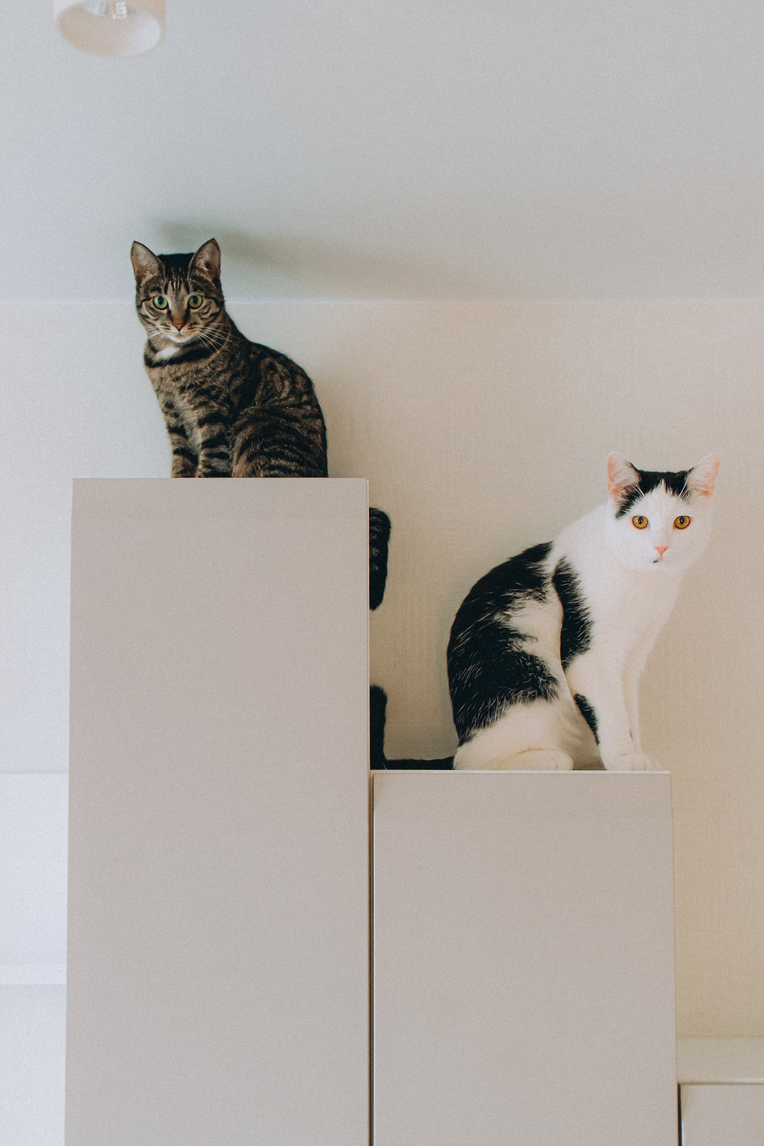 Рыся, Кепа и их семья