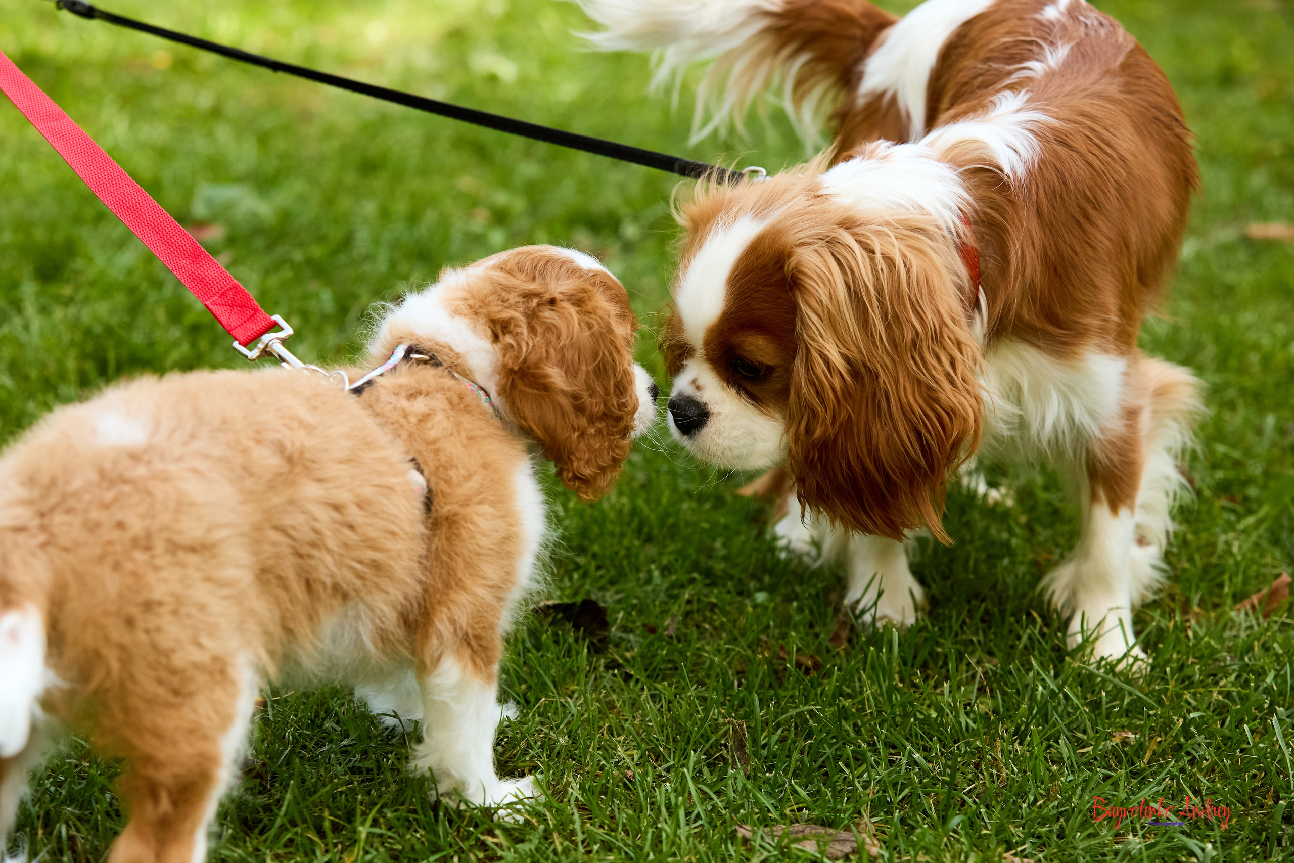 Фотопрогулка с кавалерами. Buyvolenko Andrey