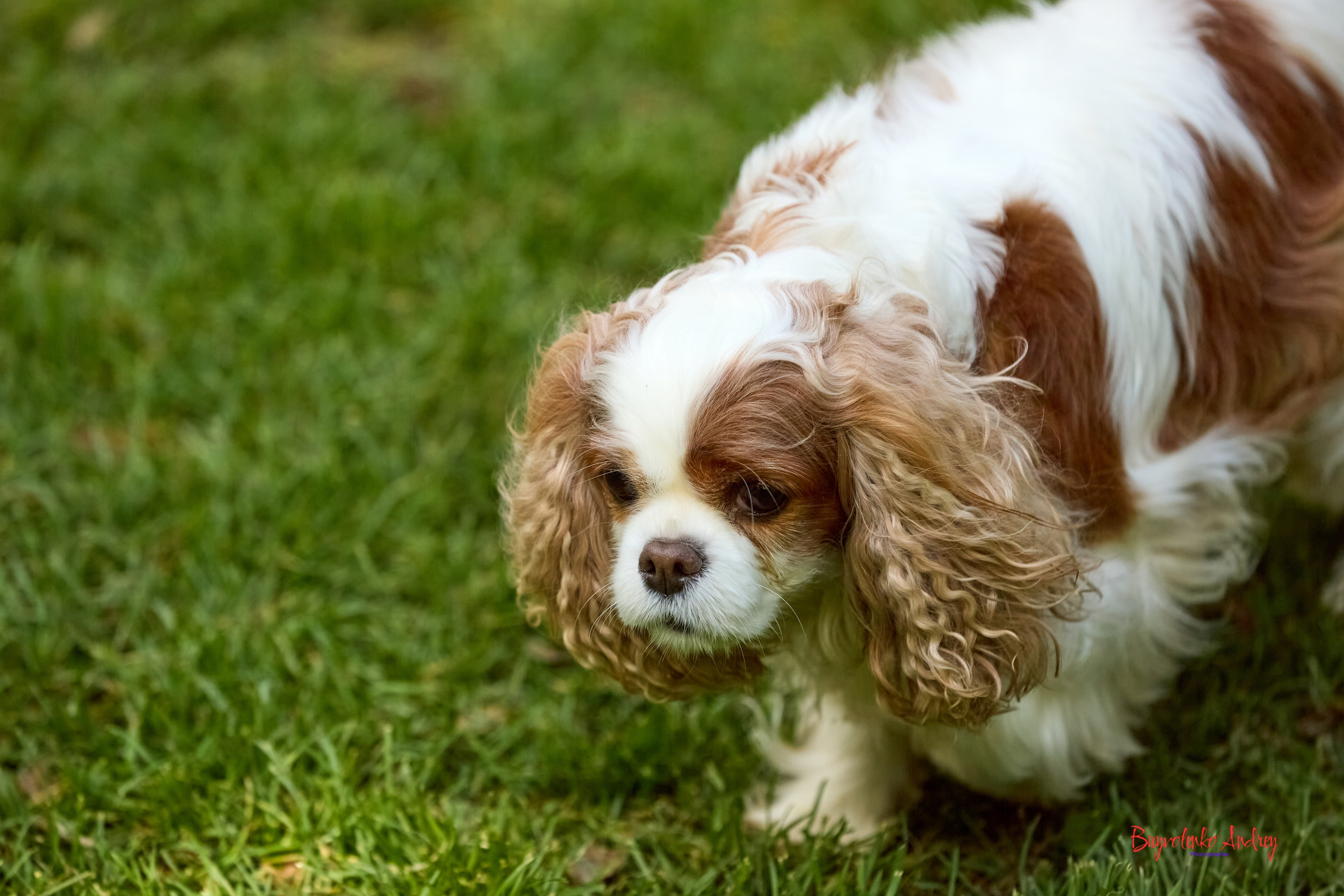 Фотопрогулка с кавалерами. Buyvolenko Andrey