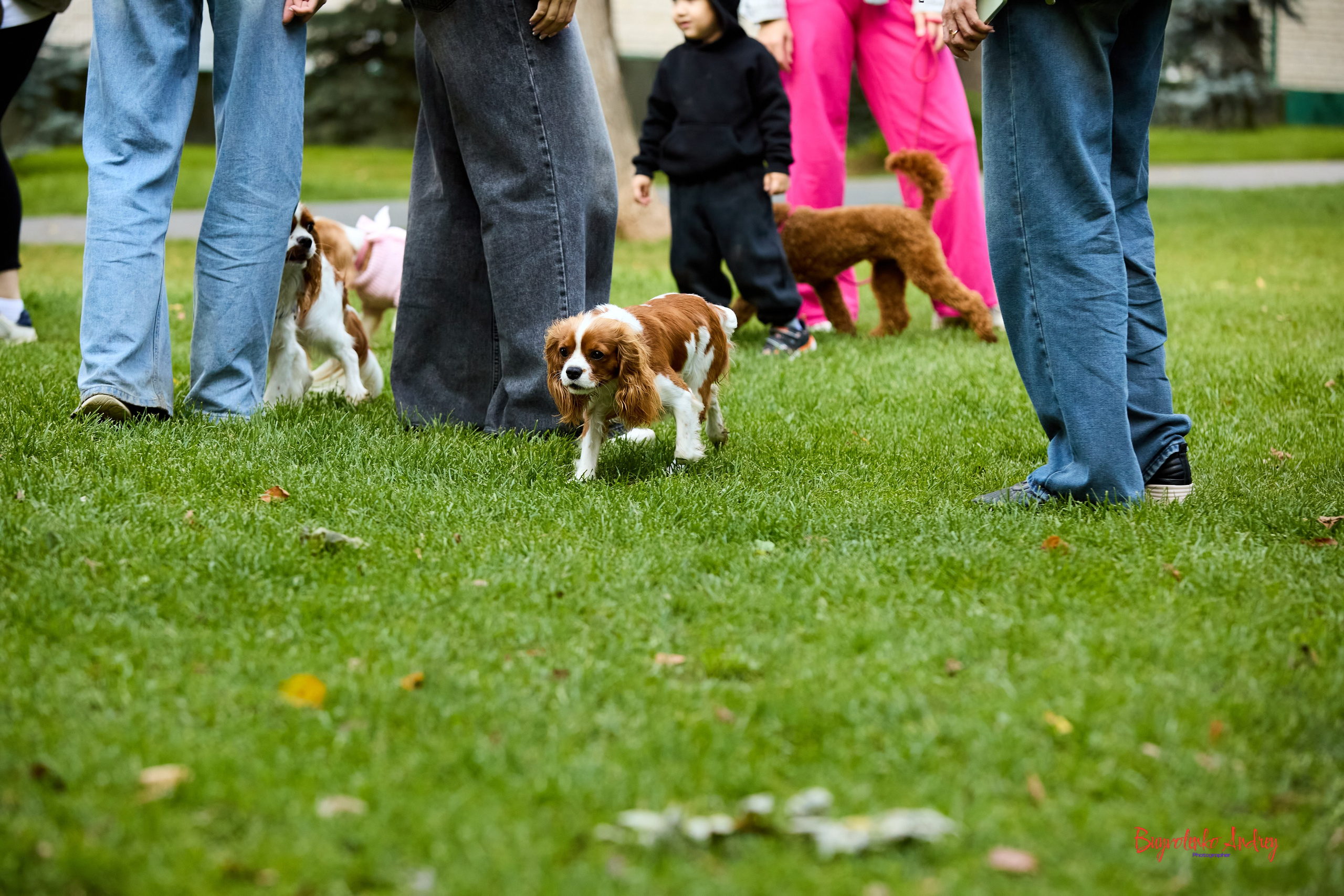 Фотопрогулка с кавалерами. Buyvolenko Andrey