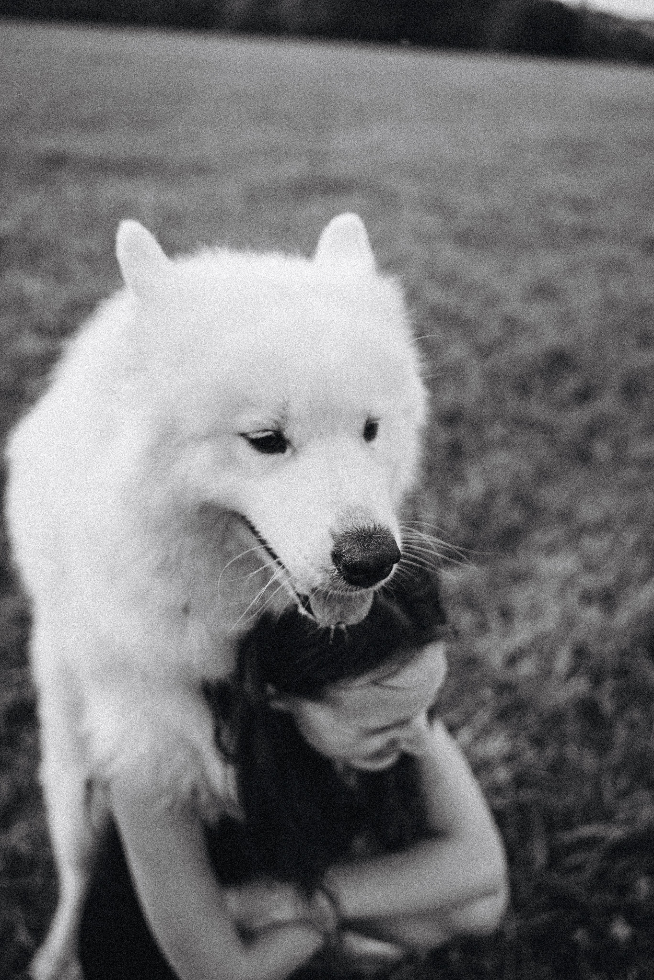 Алёна и Челси. Фотограф-анималист Богданова Полина