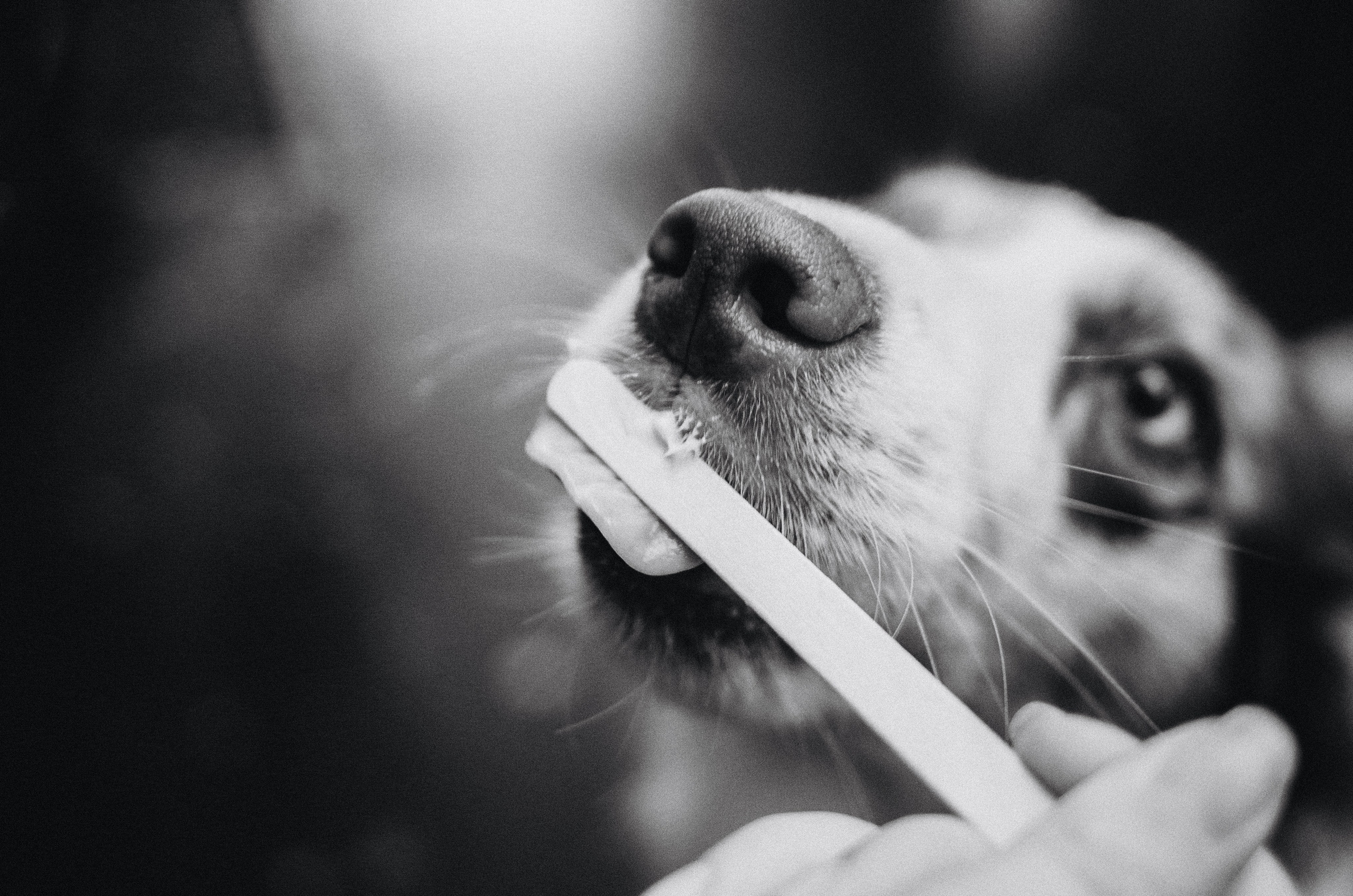 Алина и Бруна. Фотограф-анималист Богданова Полина