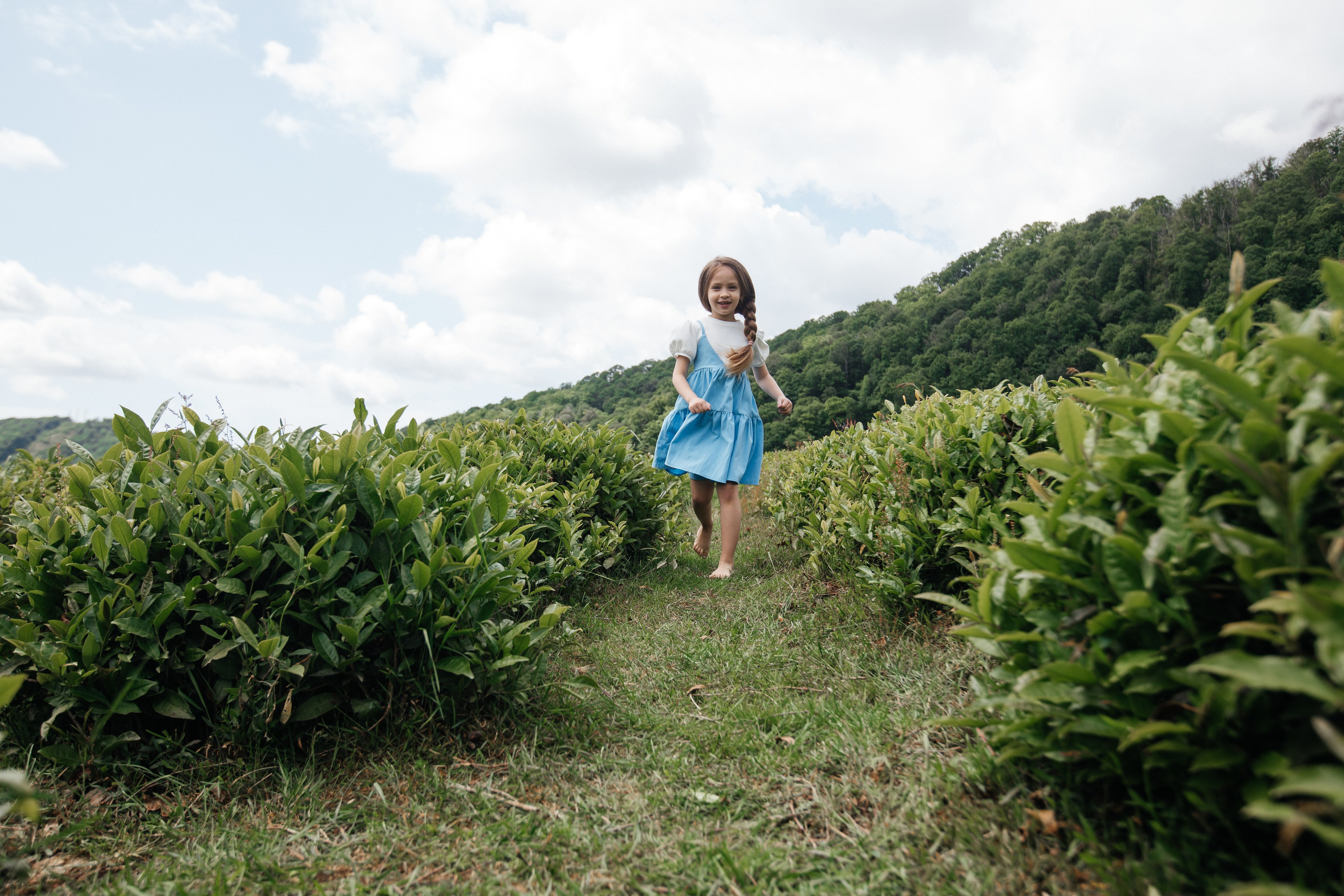 Tea plantation. Efimova Model Agency